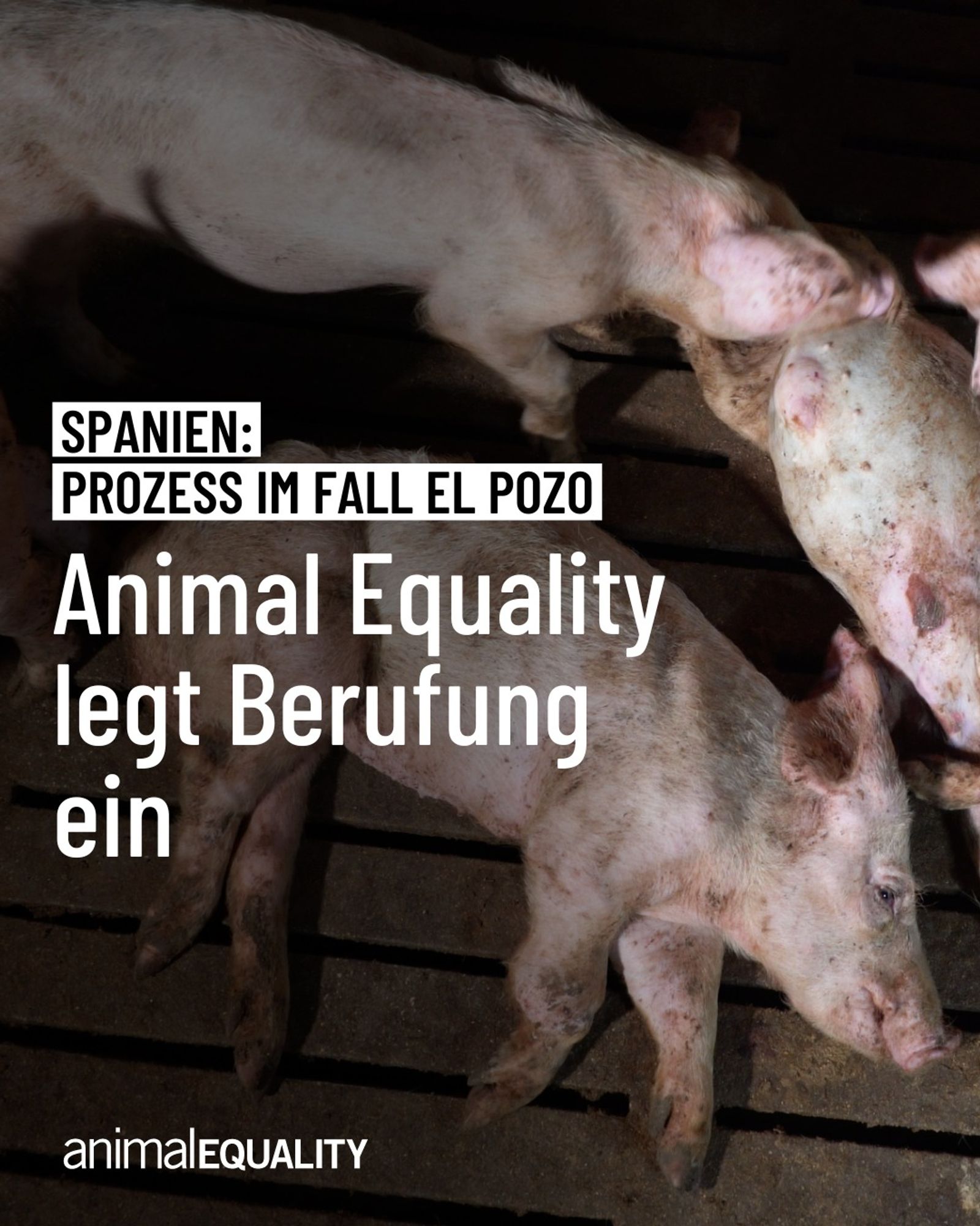 Spanien: Prozess im Fall EL POZO

Animal Equality legt Berufung ein

Im Hintergrund zu sehen: drei liegende Ferkel