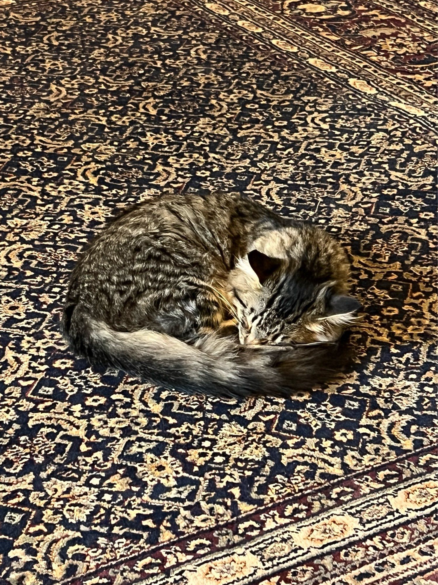 Sparrow the Kitten curled up on the rug, you’d hardly know he’s there!