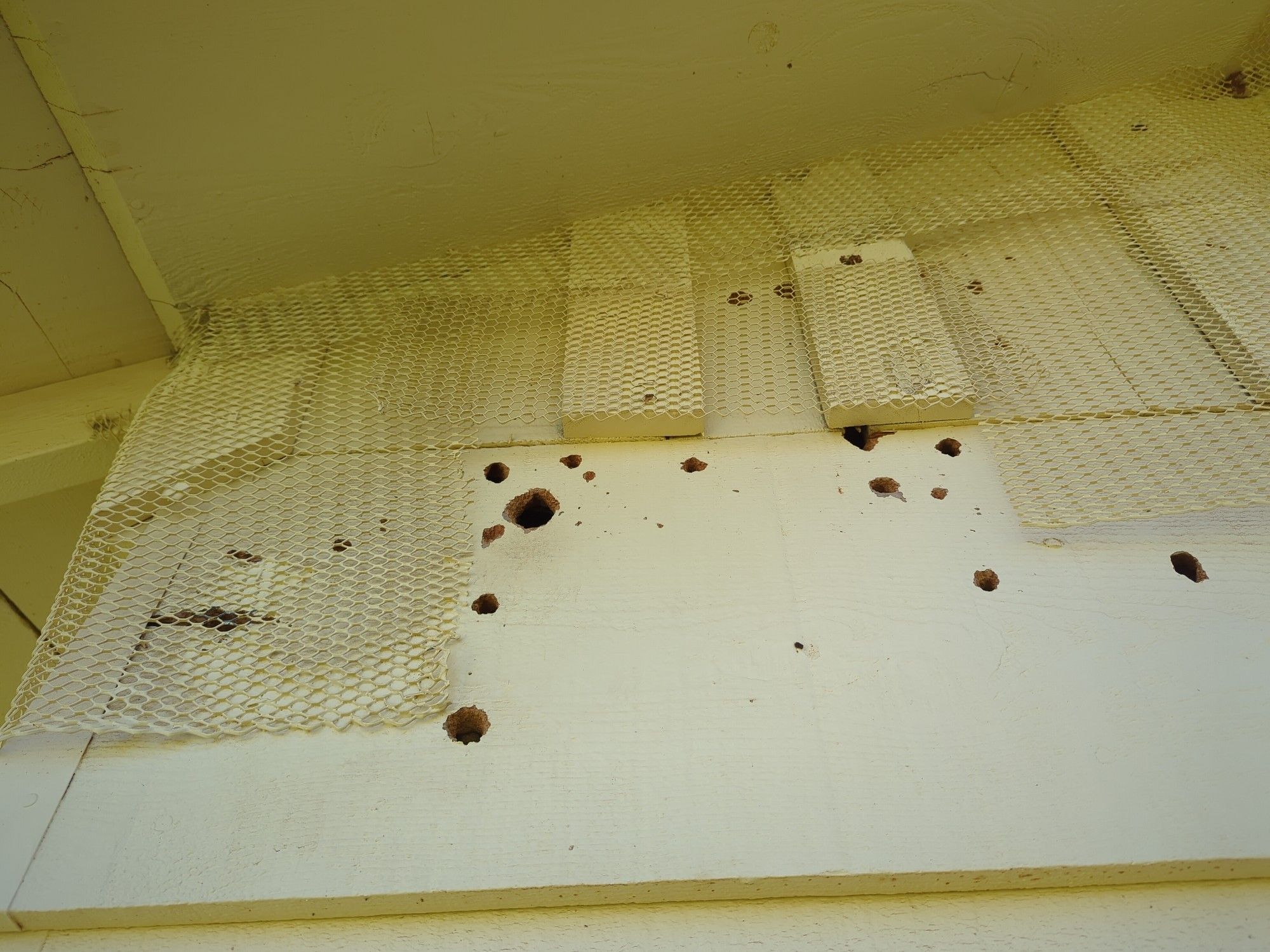 View up under yellow-painted cabin eaves. There is wire mesh in places but lots of holes pecked by acorn woodpeckers.