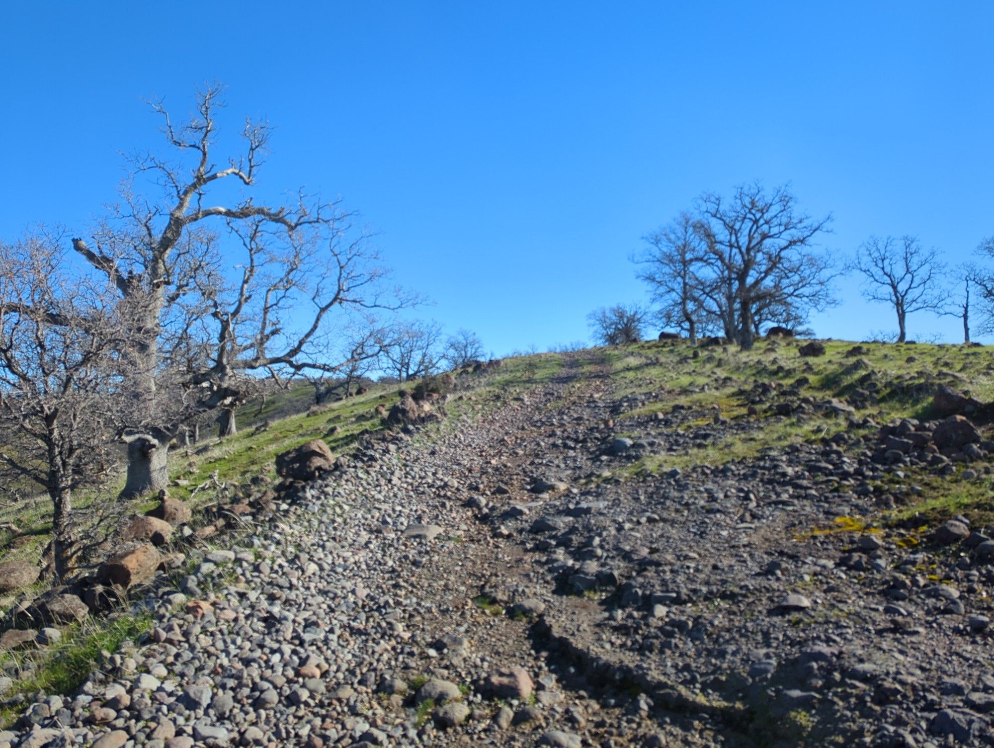 View of rocky road climbing a hill. Bare oak trees in the grass on either side. A very blue sky.