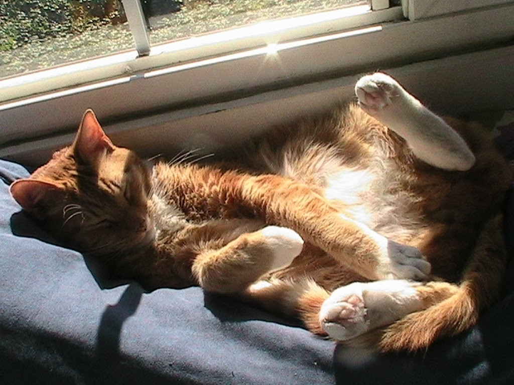 A yellow cat basks in the sun. He is sprawled on his back and sleeping soundly