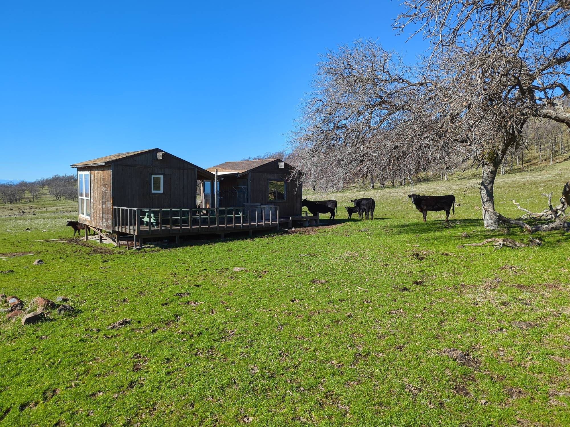 Two small cabins joined by a porch. Several black cows and their calves stand nearby. An oak tree is at corner.