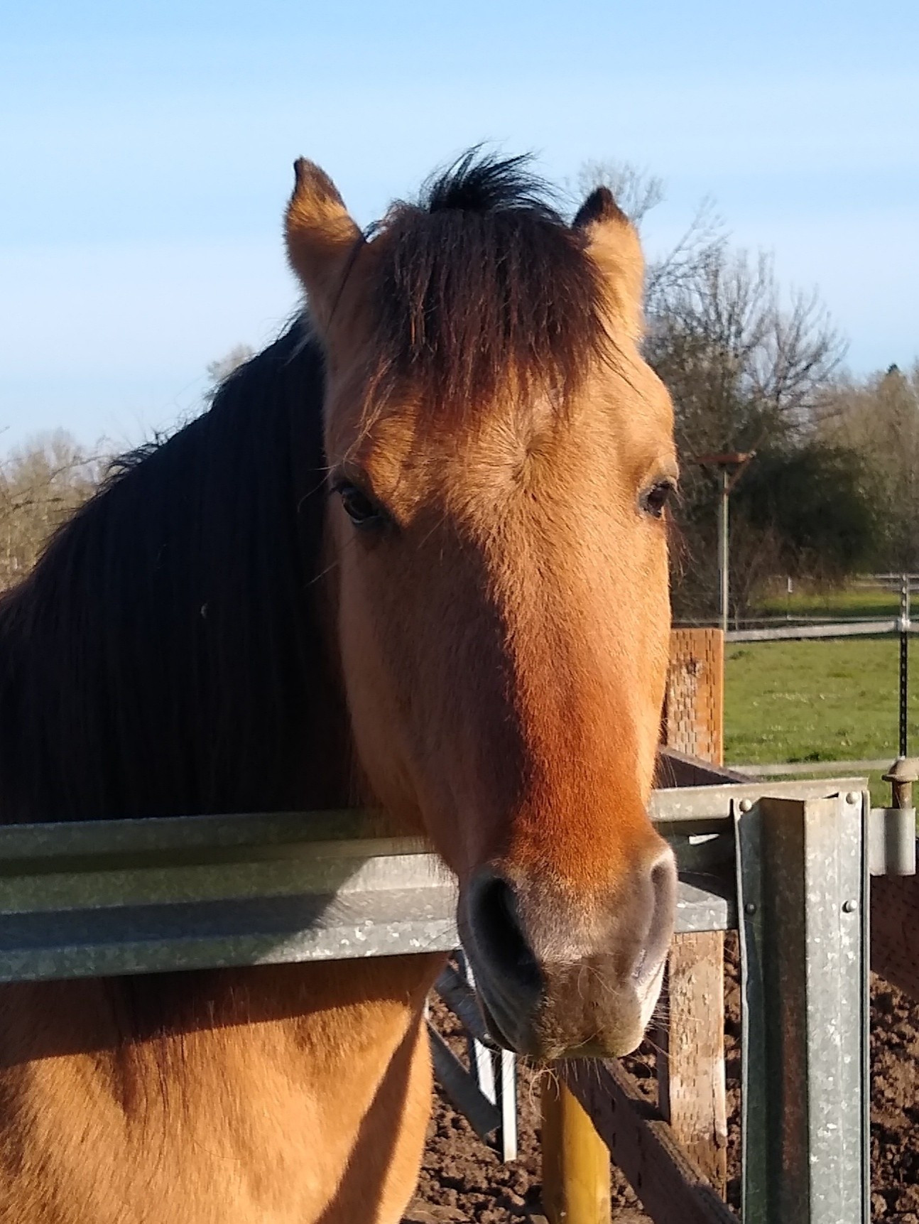 A horse with his ears back, looking at the camera.