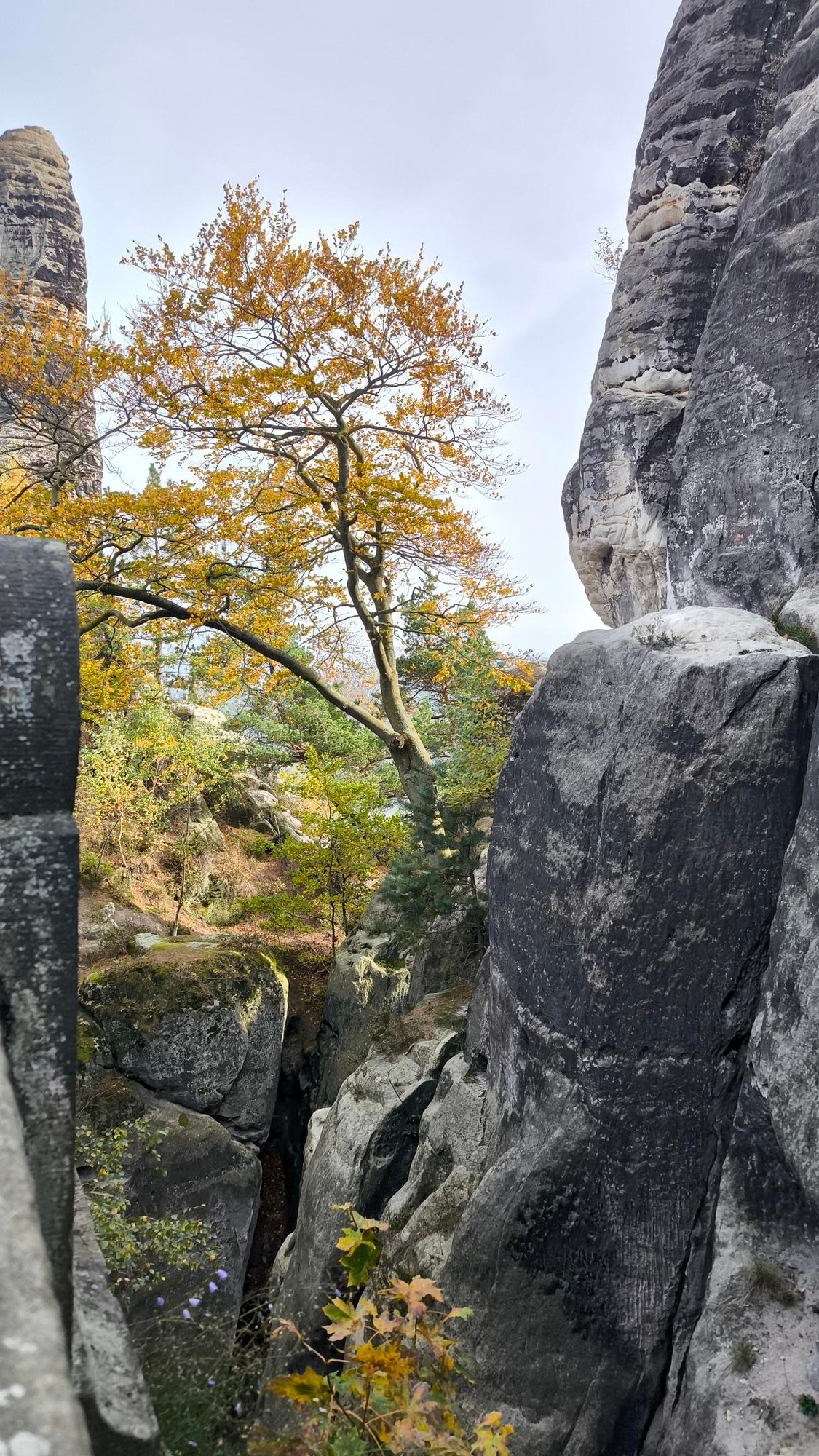 goldene Blätter am Baum nebst Felsen in der sächsischen Schweiz