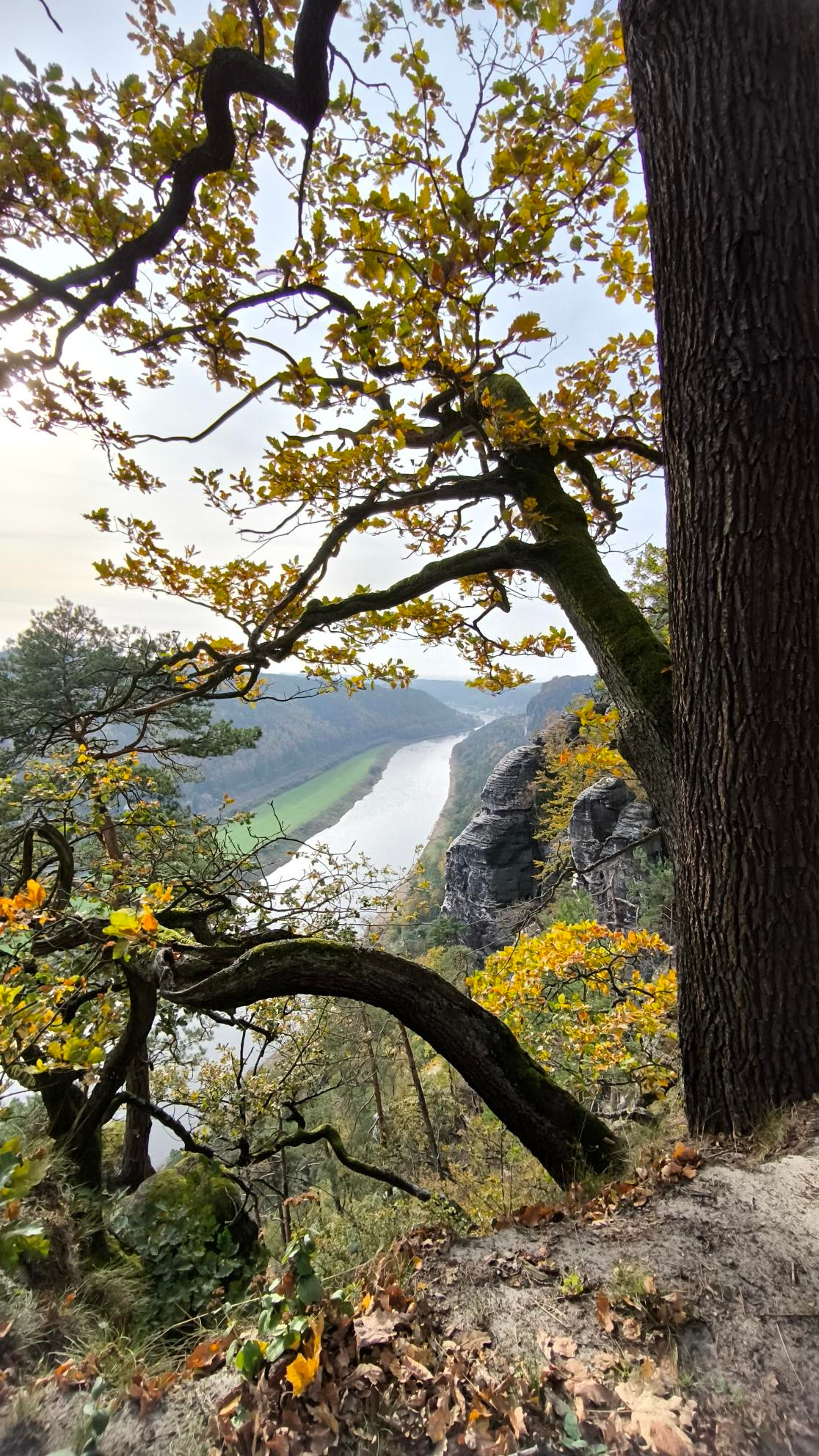 Blick auf die Elbe    sächsische Schweiz