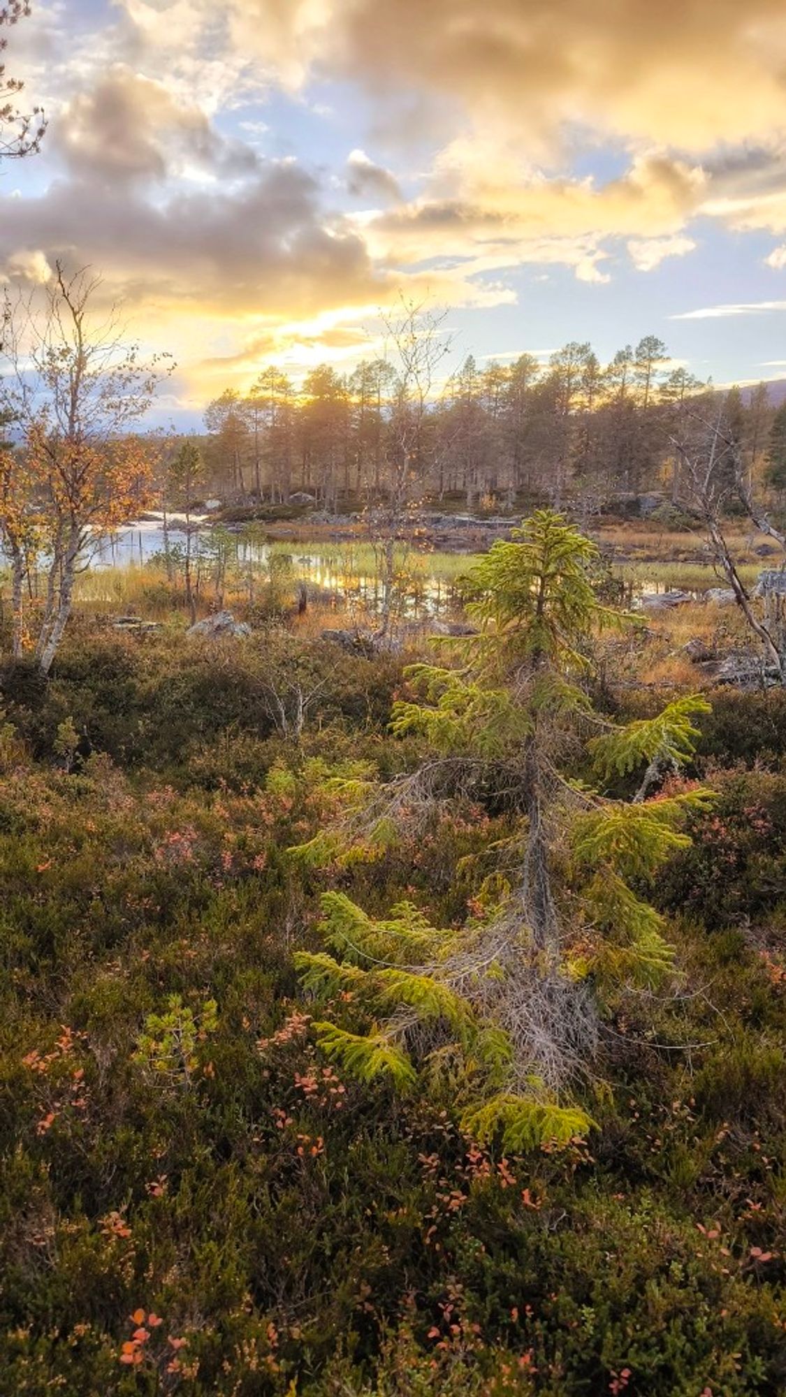 Blick durch eine norwegische Naturlandschaft über einen kleinen See in Richtung Abendhimmel, herbstliche Farben