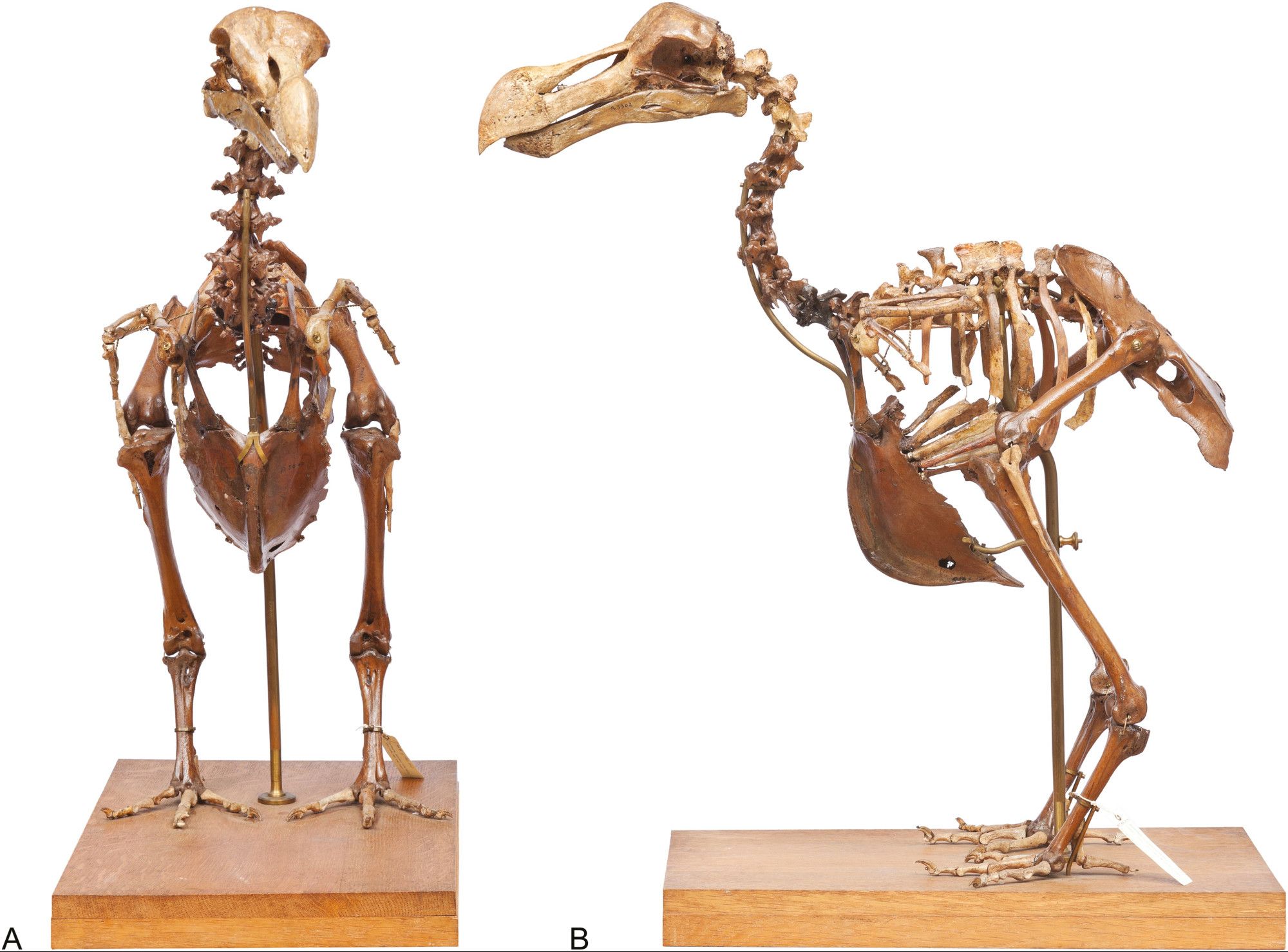 Dodo (†Raphus cucullatus) mounted composite skeleton [NHMUK S/1988.50.1 (PV A 3302)]. A, cranial view. B, left lateral view.