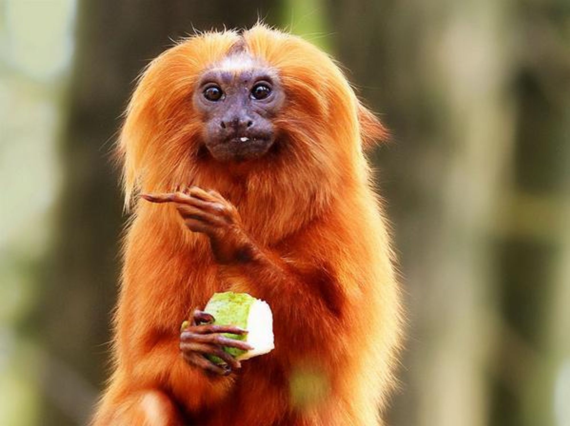 Golden lion tamarin giving the middle finger