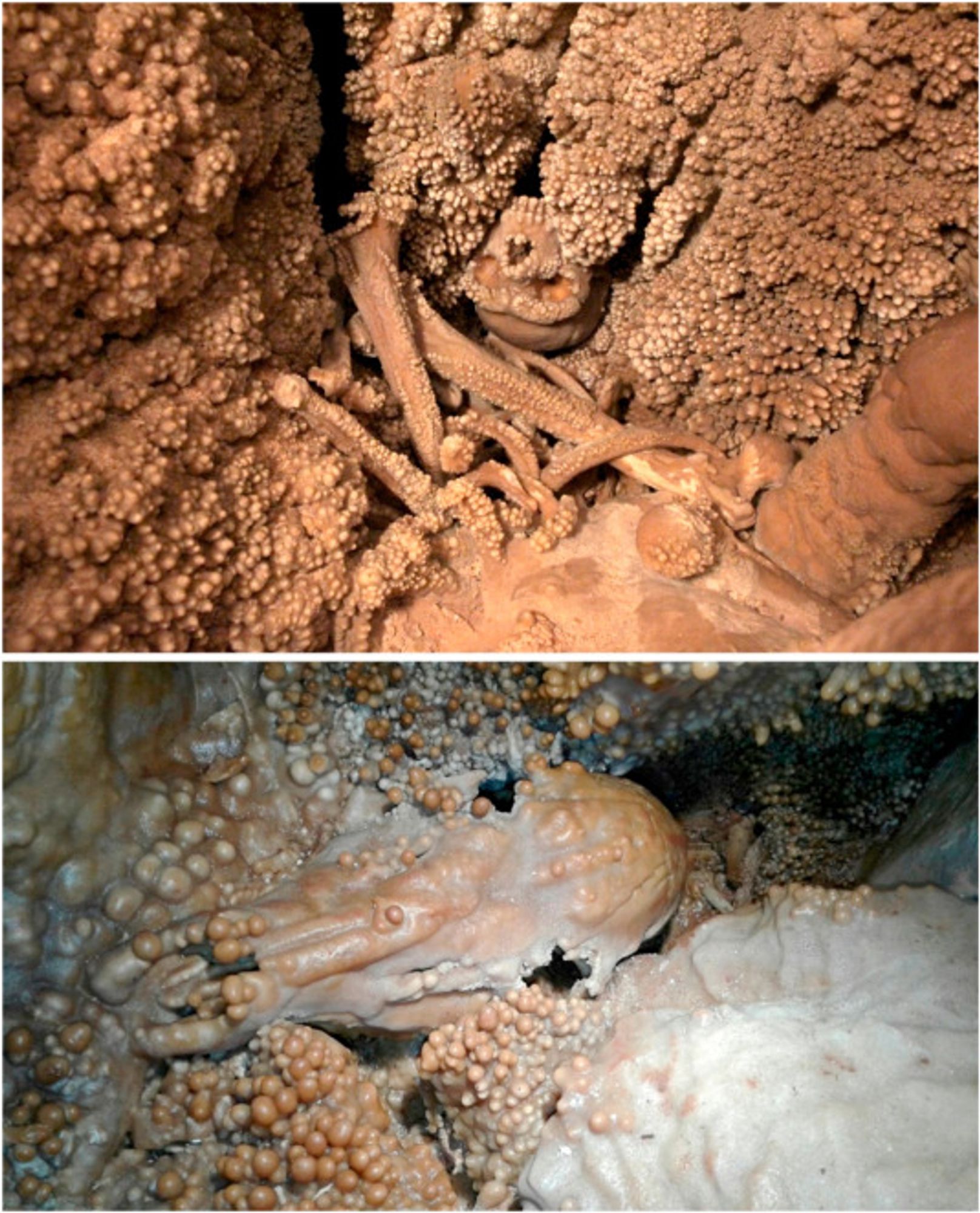 Altamura skeleton (above) and faunal remains (below, including a cervid cranium in the foreground), displaying the same type of popcorn coralloid concretions. The two specimens are located in two separate parts of the cave. Not in scale. Photos by CB.