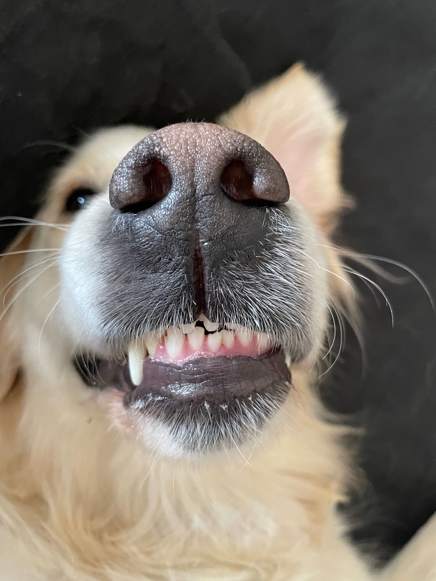 wilma, mein golden retriever, grinst auf dem rücken liegend in die kamera. man sieht hauptsächlich ihre nase und einen schneidezahn, der über die leftzen hängt