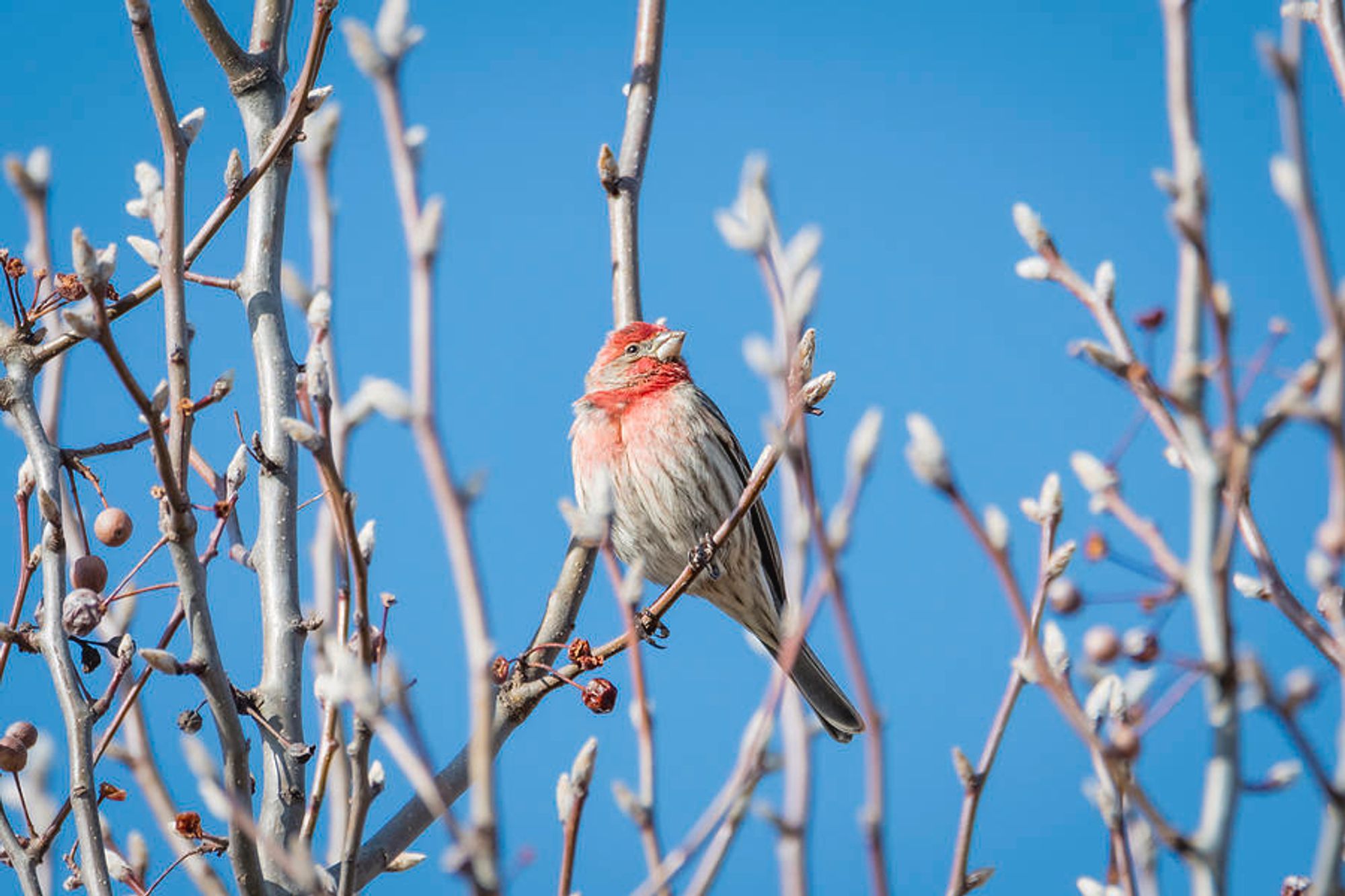 A colorful male House Finch with its red head and chest perches on an upper limb of a winter tree.  The beautiful bright blue sky on this sunny day made the perfect background to show off this bird.  Photography by Debra Martz