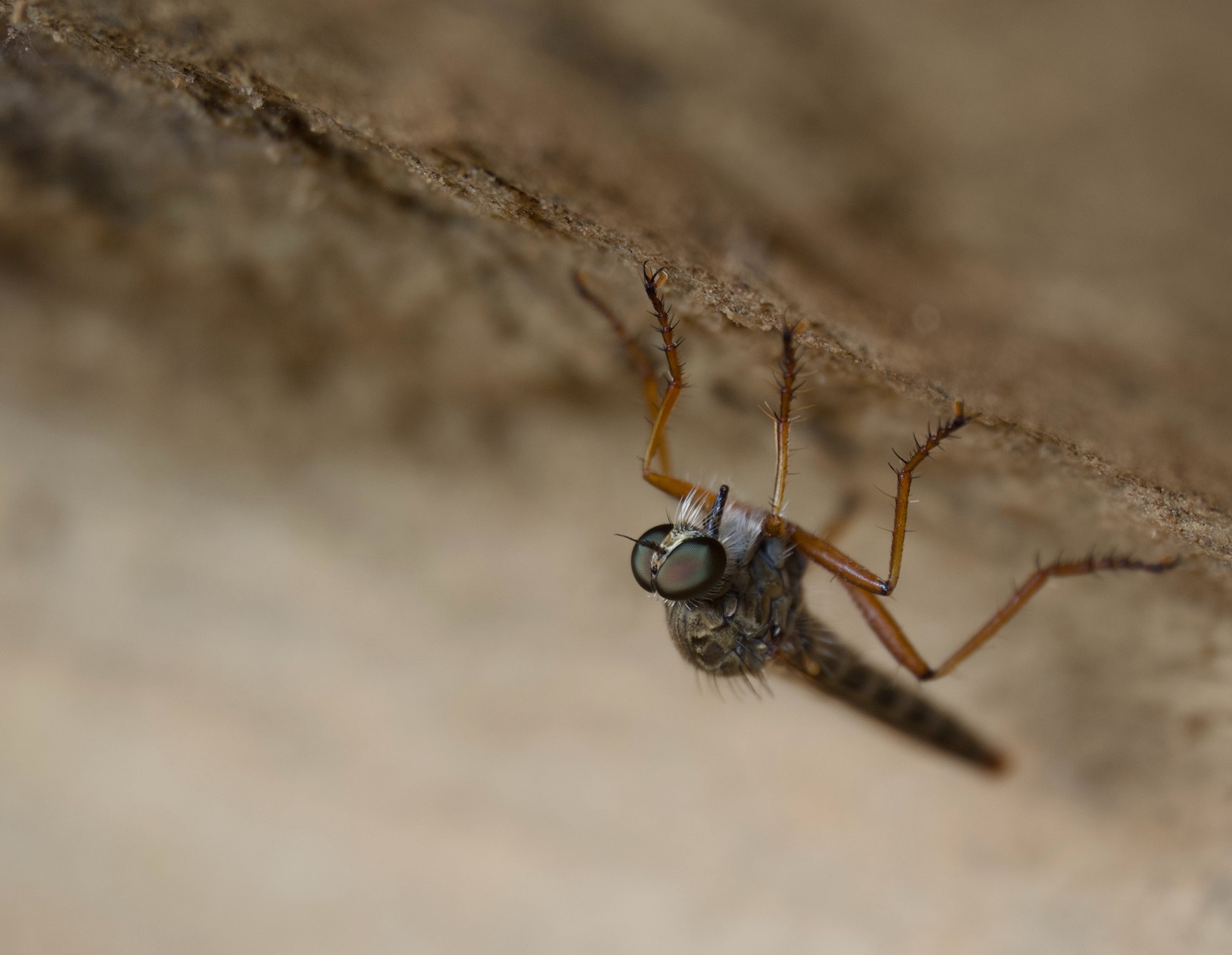 assassin fly perching upside down under rock overhang