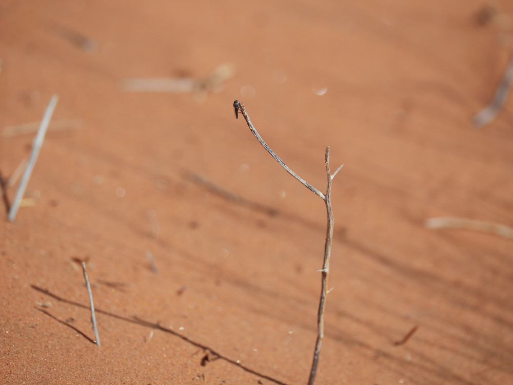 assassin fly perching on small twig on dune