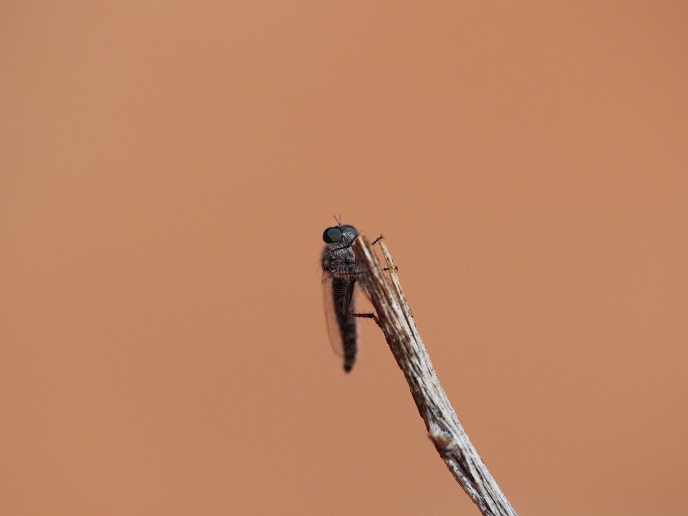 assassin fly perching on small twig on dune