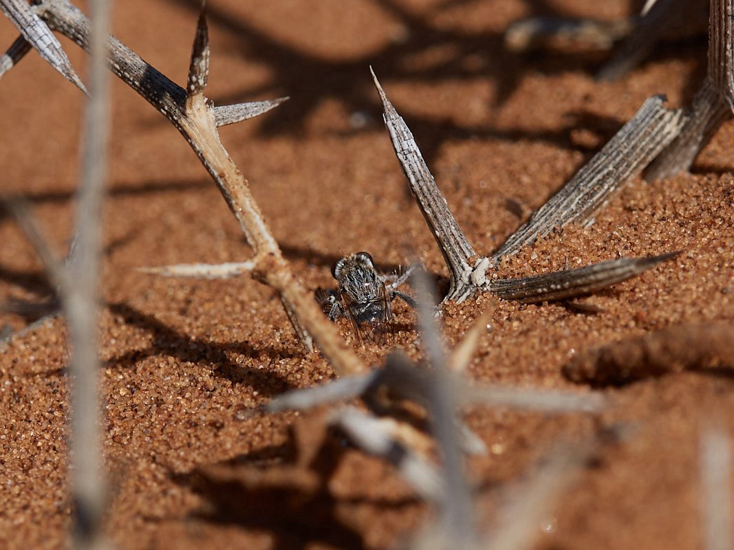 close-up of dune sand with fly perching