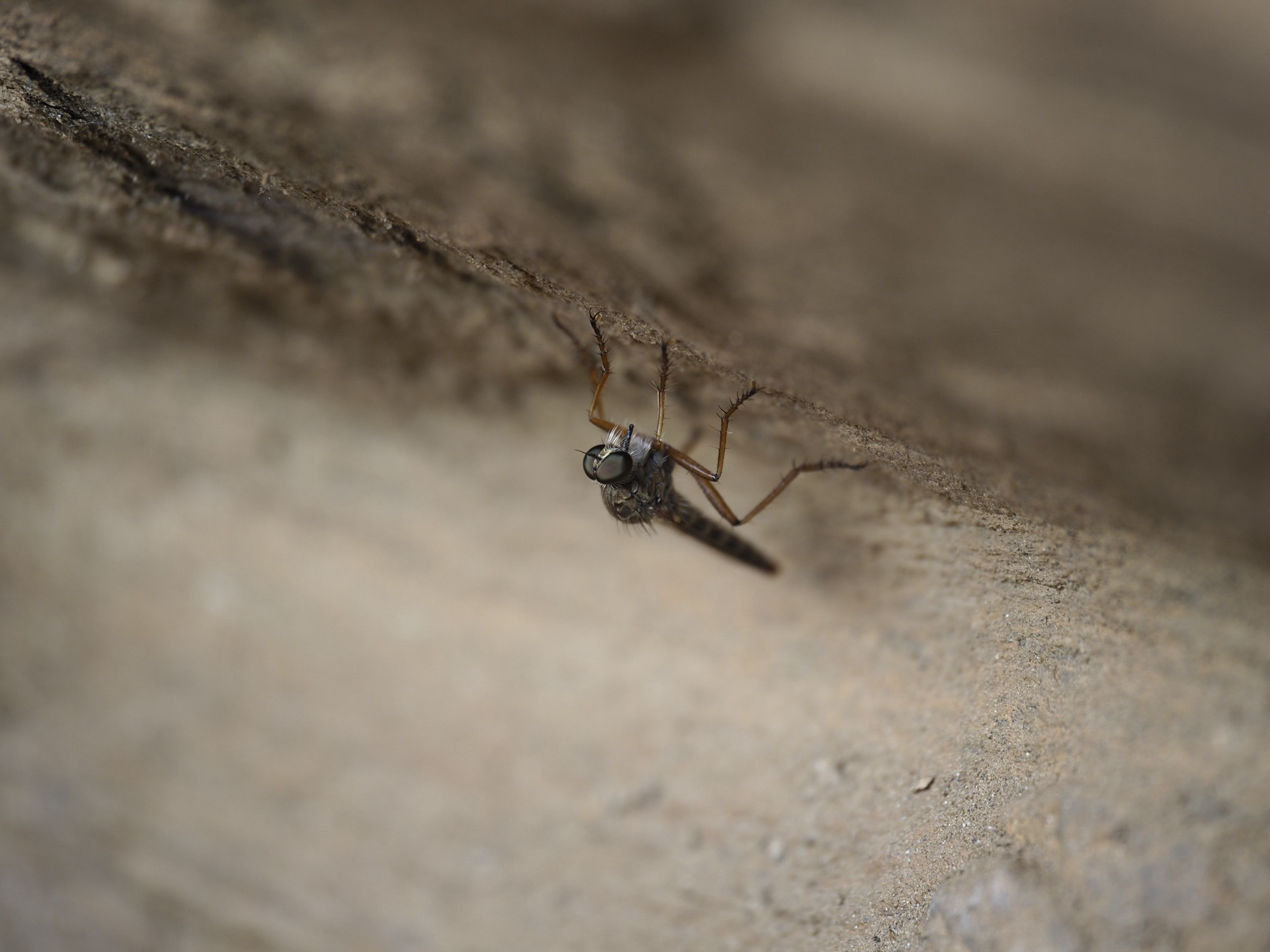 assassin fly perching upside down under rock overhang