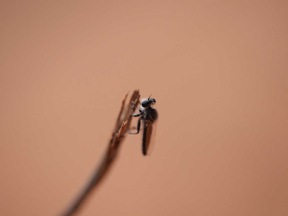 assassin fly perching on small twig on dune