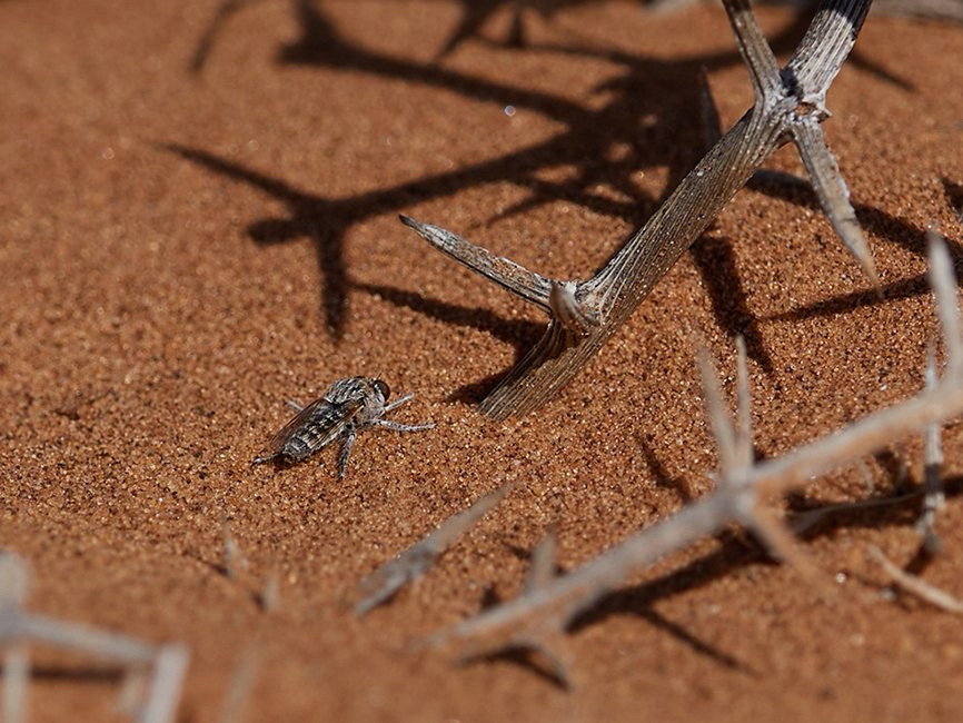 close-up of dune sand with fly perching