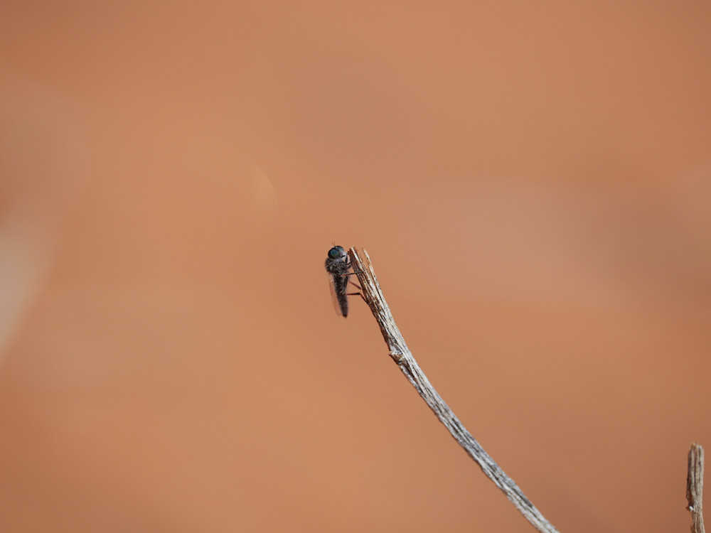 assassin fly perching on small twig on dune