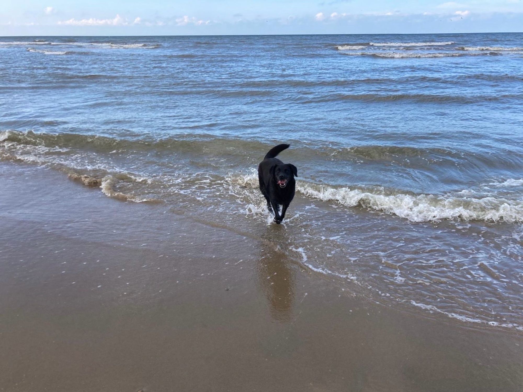 Zwarte hond rent vrolijk naar het strand door het zeewater. De lucht is helder blauw.