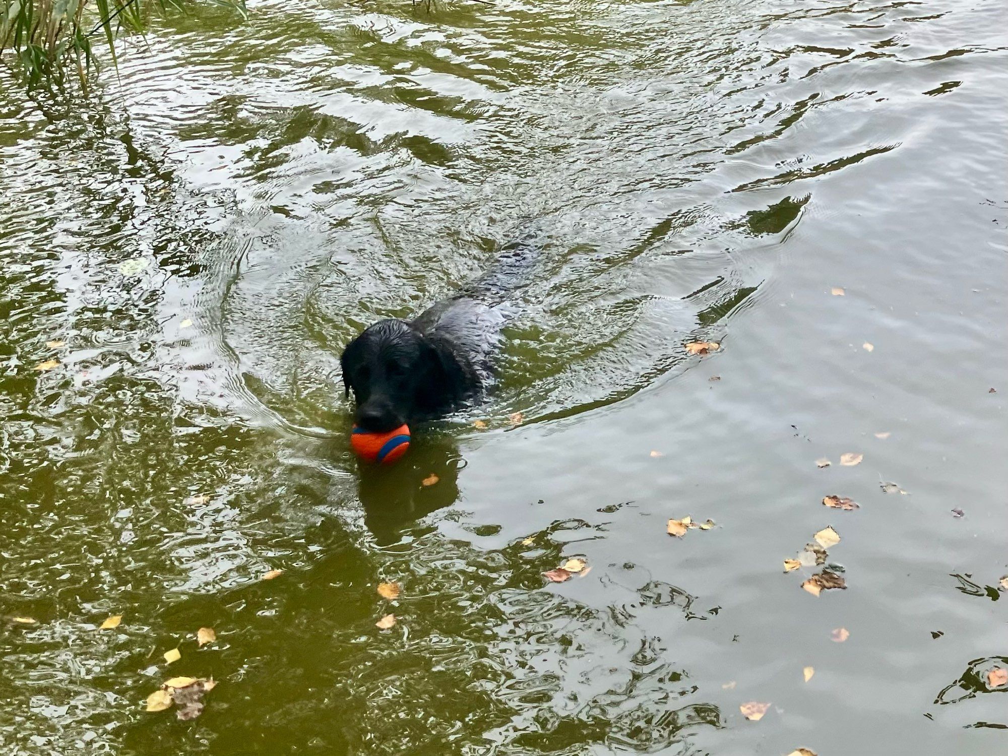 De foto toont een zwarte hond die in het water zwemt. De hond heeft een felgekleurde bal in zijn bek, die oranje met blauw is. Het water is enigszins troebel en er drijven enkele bladeren op het oppervlak. De omgeving lijkt natuurlijk, met wat gras of riet aan de linkerkant van de foto. De hond lijkt zich te vermaken tijdens het zwemmen.