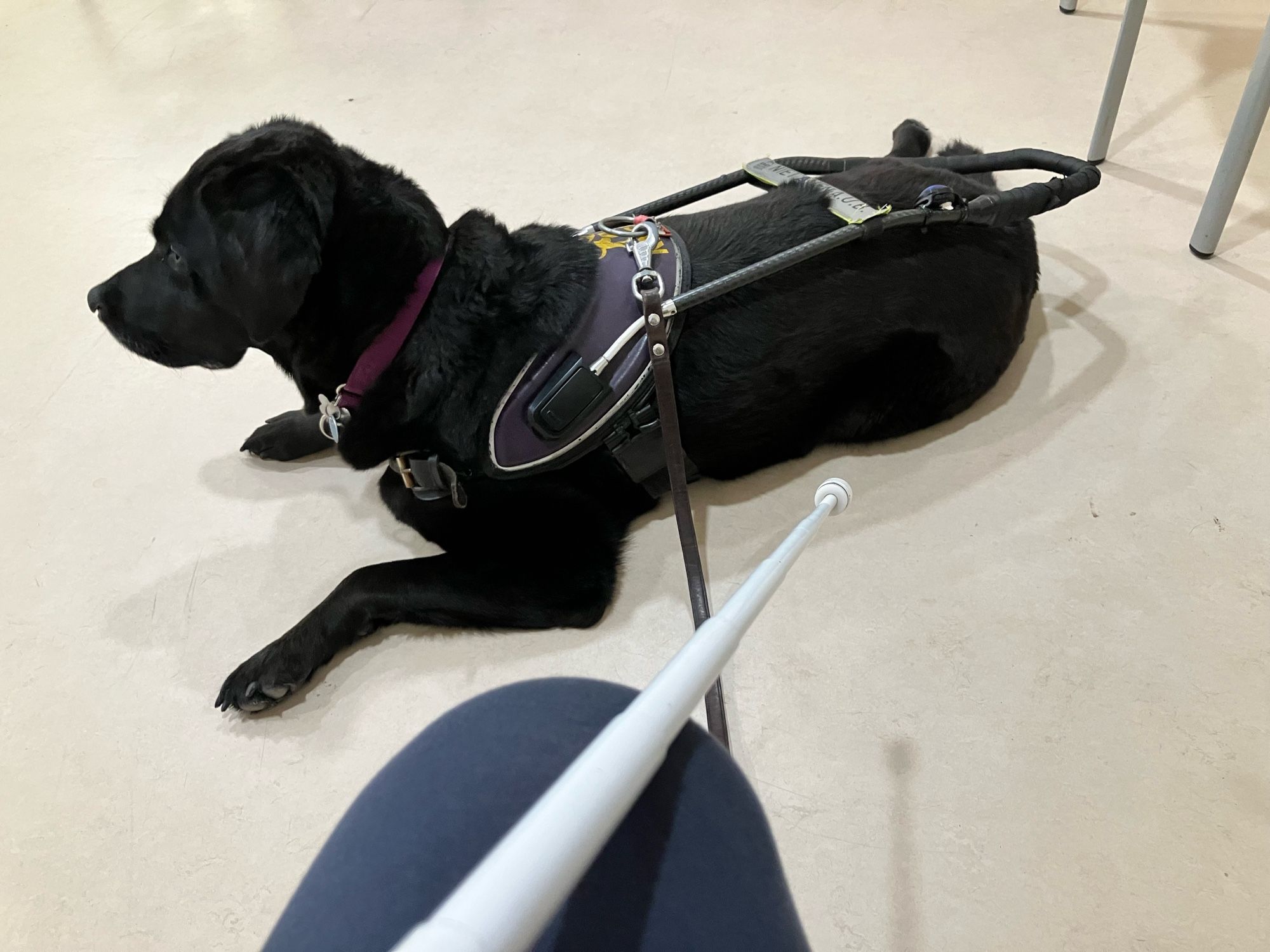 Zwarte labrador kruising golden retriever in geleidehondentuig ligt netjes op de vloer. Een knie en een witte stok zijn zichtbaar