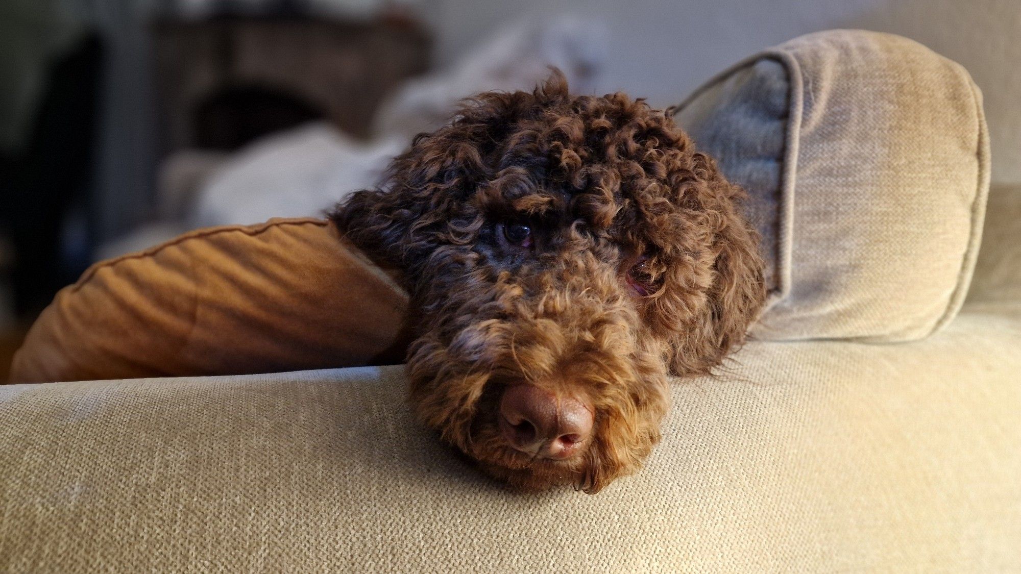 Der süßeste Roger von allen - unser Hundi...🥰