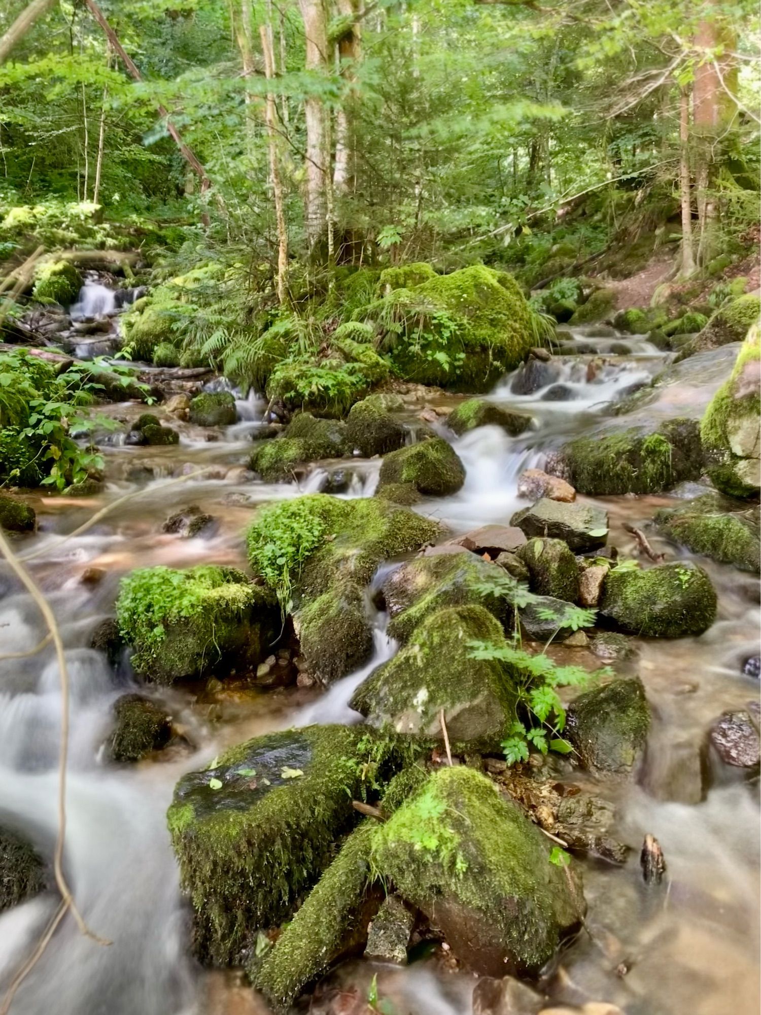 Sich durch Felsen schlängelnder Bergbach in den Vogesen