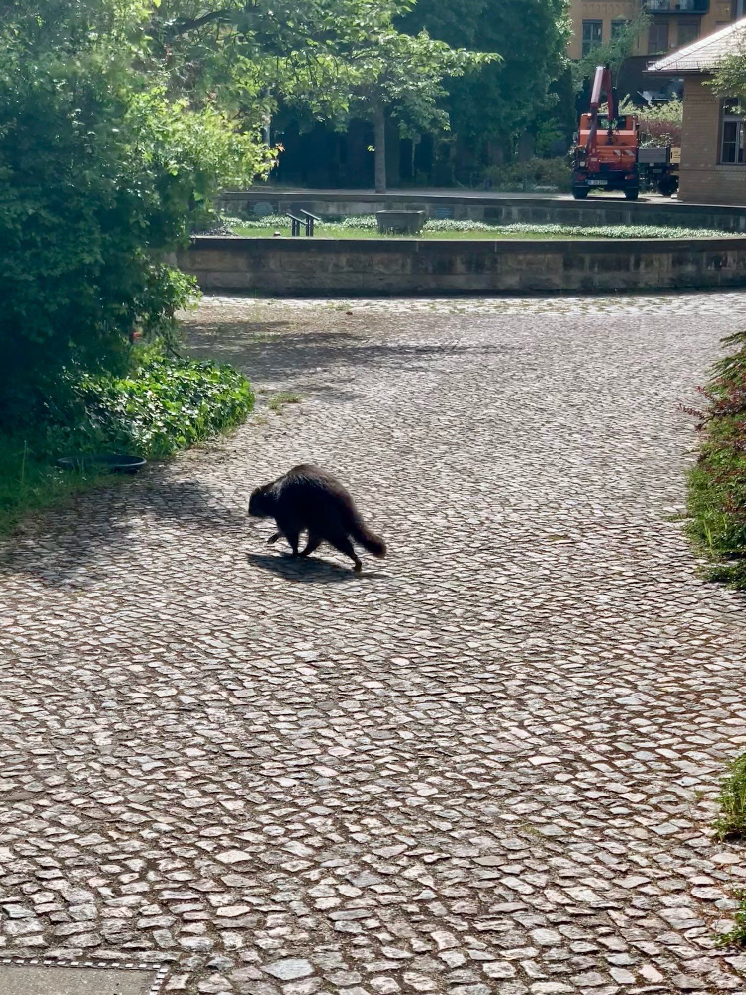 Ein Waschbär überquert in aller Ruhe einen Gehweg.