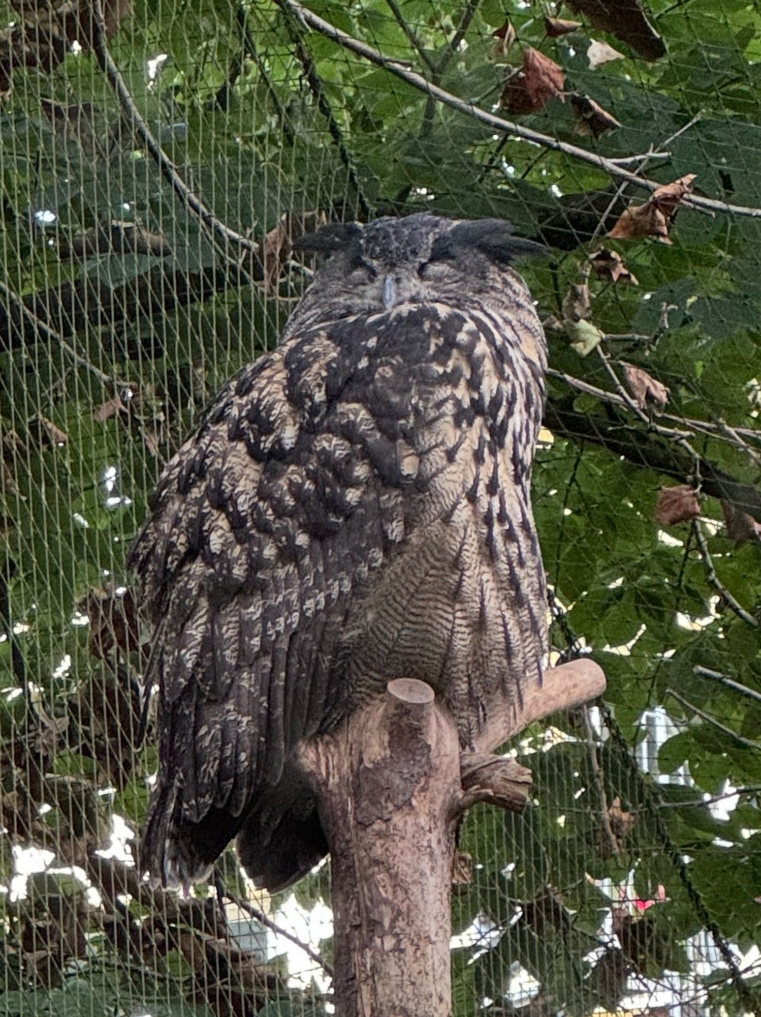 Im Eulenkloster.
KölnerZoo