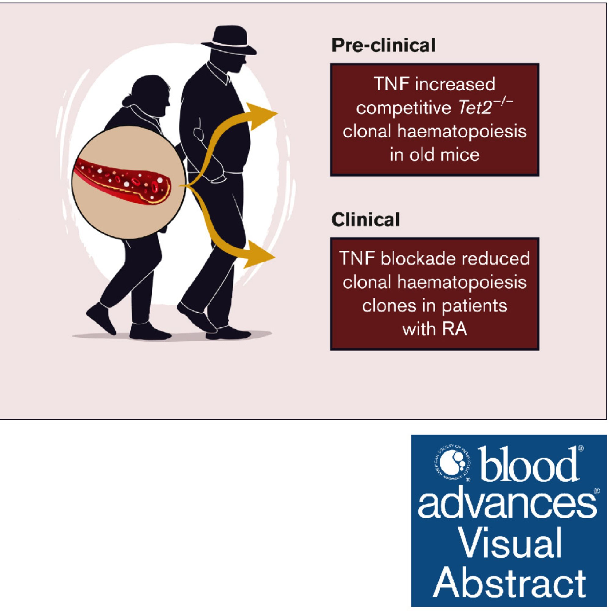 Visual Abstract from Blood Advances Journal Article showing experimental outline studies in this manuscript.