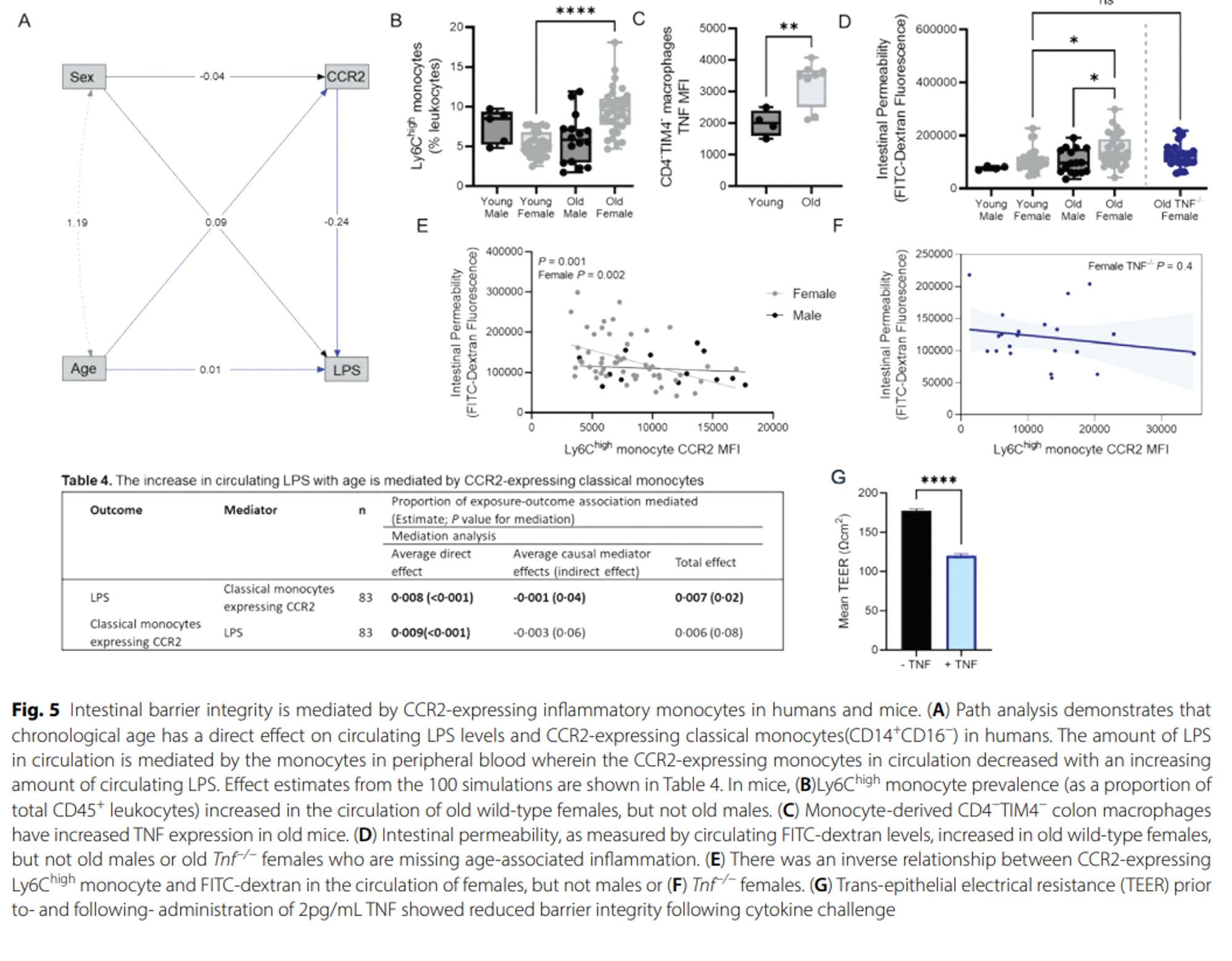 Figure 5. Only old female mice get leaky guts. This appears to be due to monocyte produced TNF.