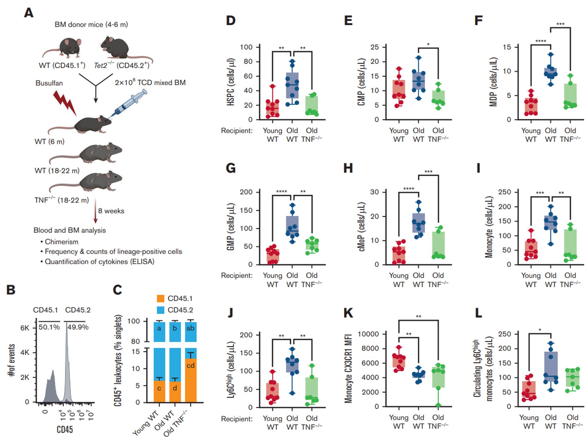 gure 1. Age-associated TNF inflammation increases myeloid progenitor differentiation in female mice 8 weeks after BMT with WT and Tet2–/– HSPCs. (A)
Experimental design and representative flow cytometric data showing CD45+ T-cell–depleted (TCD) BM donor cells transplanted in mice conditioned with busulfan. Young
(6 months) and old (18-22 months) C57Bl/6-J WT and old TNF–/– animals received 80 mg/kg busulfan and received transplantation with 2 × 106 TCD-BM cells from young
CD45.1+ WT and CD45.2+ Tet2–/– mice. (B) Histogram showing percentage of CD45.1+ WT and CD45.2 Tet2–/– donor cells transplanted into recipient mice. (C) Ratio of
CD45.2+ Tet2–/– to CD45.1+ WT leukocytes in the BM of recipient mice 8 weeks after BMT. (D-I) Flow cytometric analyses showing absolute counts of HSPC (D), common
myeloid progenitor (CMP) cells (E), monocyte-dendritic progenitor (MDP) cells (F), granulocyte-monocyte progenitor (GMP) cells (G), common monocyte progenitor (cMoP) cells
(H), and mature monocytes