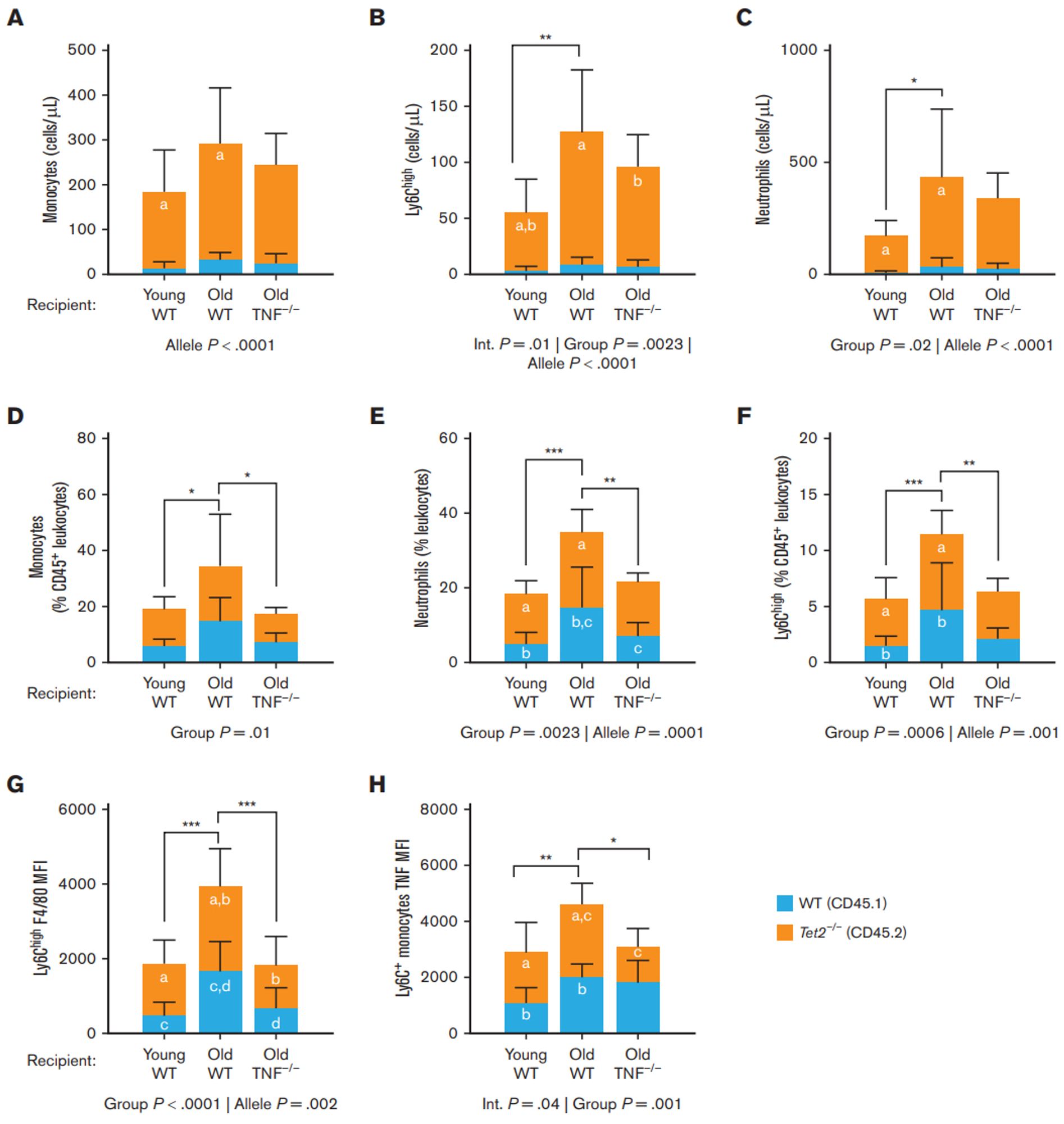 Figure 2. Tet2 mutations increase circulating myeloid cells of old WT but not TNF–/– recipient mice. Circulating myeloid immune populations were compared in young
WT, old WT, and old TNF–/– recipient mice. (A-C) Total counts of circulating monocytes (A), Ly6Chigh monocytes (B), and neutrophils (C). (D-F) Total circulating monocytes,
neutrophils, and Ly6Chigh monocytes as a proportion of total leukocytes (CD45+
) cells, respectively. (G) Surface expression of F4/80 on Ly6Chigh monocyte. (H) Intracellular
expression of TNF in monocytes after stimulation with lipopolysaccharides. Data are shown as a stacked bar plot, in which orange represents gated CD45.2 Tet2–/– cells and blue
represents CD45.1 WT cells. Statistical significance determined by 2-way ANOVA with Tukey multiple comparisons test. Letters in the orange and blue columns denote
significant differences (P ≤ .05) in the group means of CD45.2 or CD45.1 alleles, respectively. For all variables with the same letter, the difference b