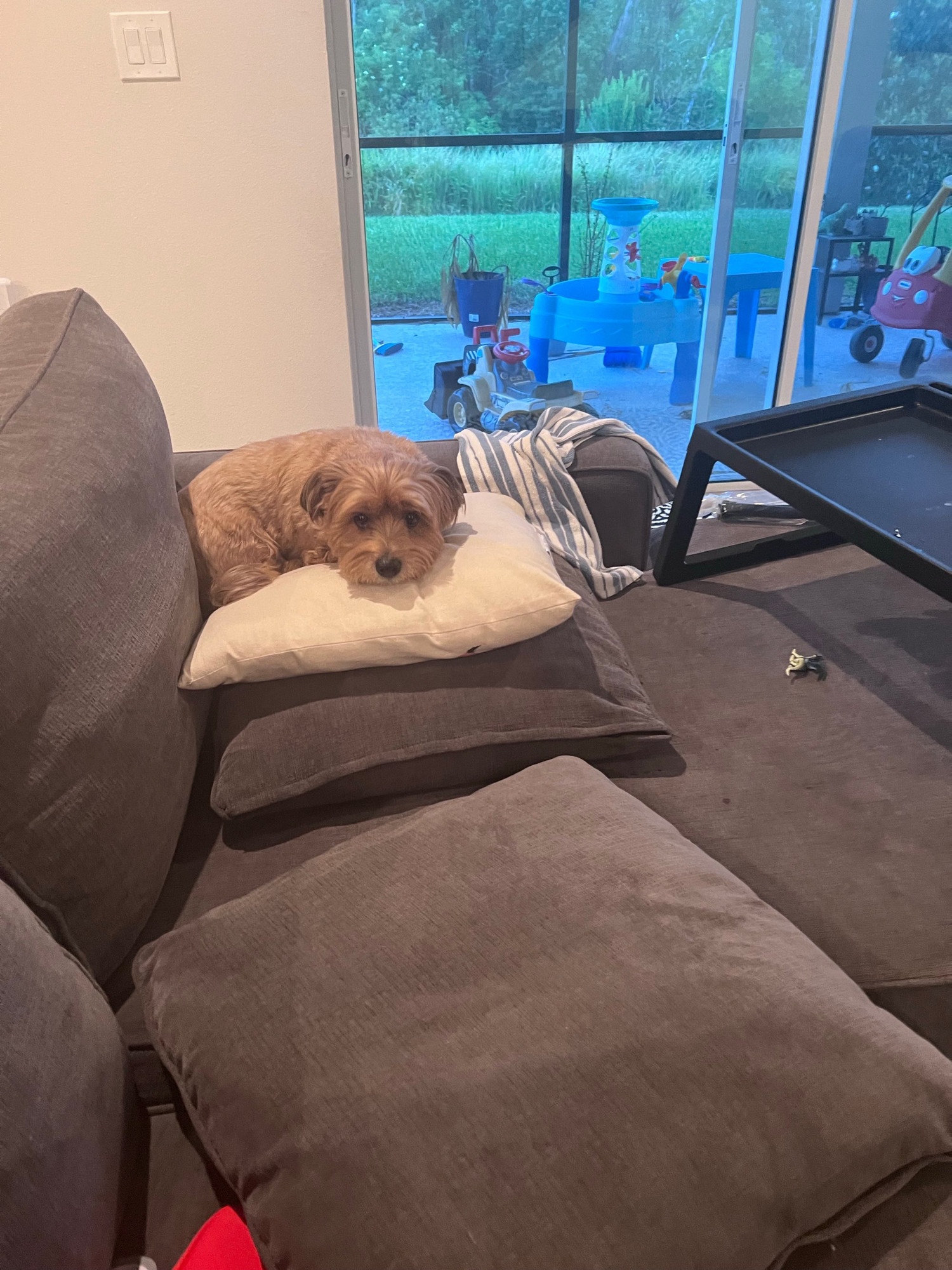 Wookie dog laying on pillow. On couch. 