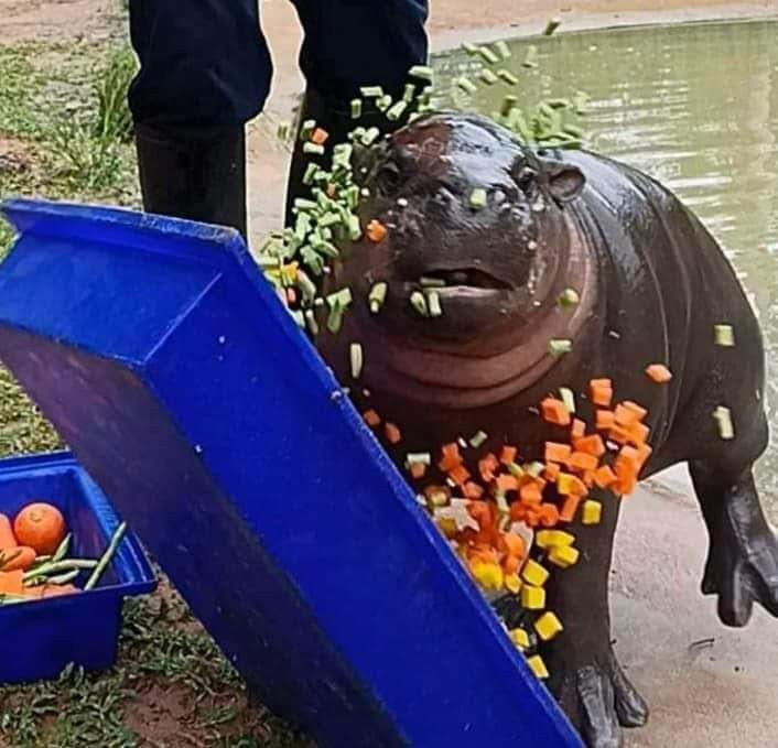 THe wonderful pigmy water buffalo Moo Deng flipping over a colorful (Green, yellow, orange) tray full of cropped food  in outrage