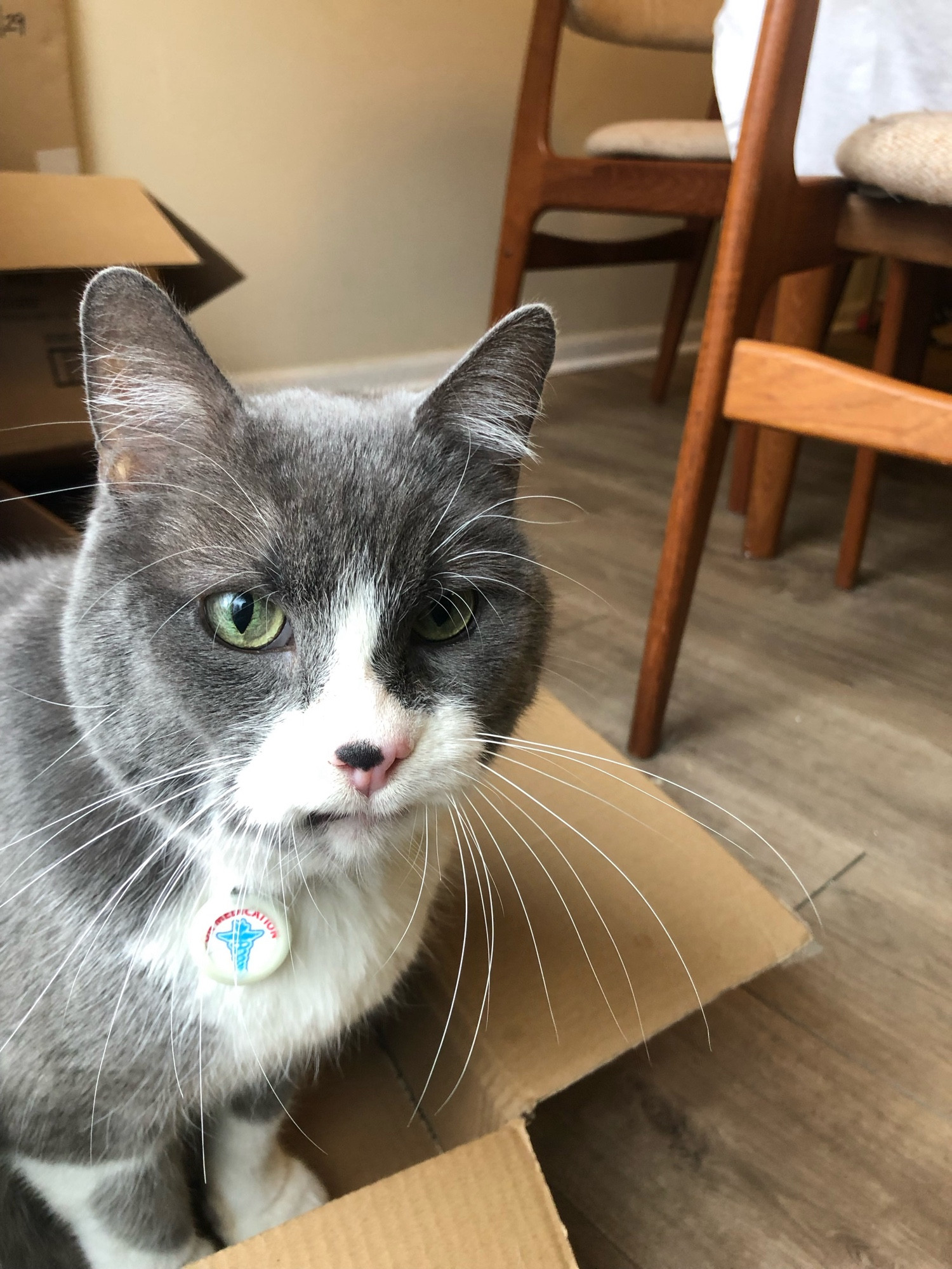 Grey and white cat sitting in a shallow cardboard box. His upper lip is stuck on his lower canines