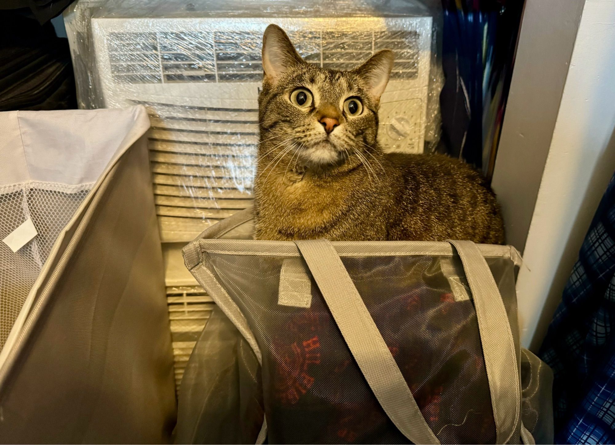 Tabby cat sitting in the laundry hamper