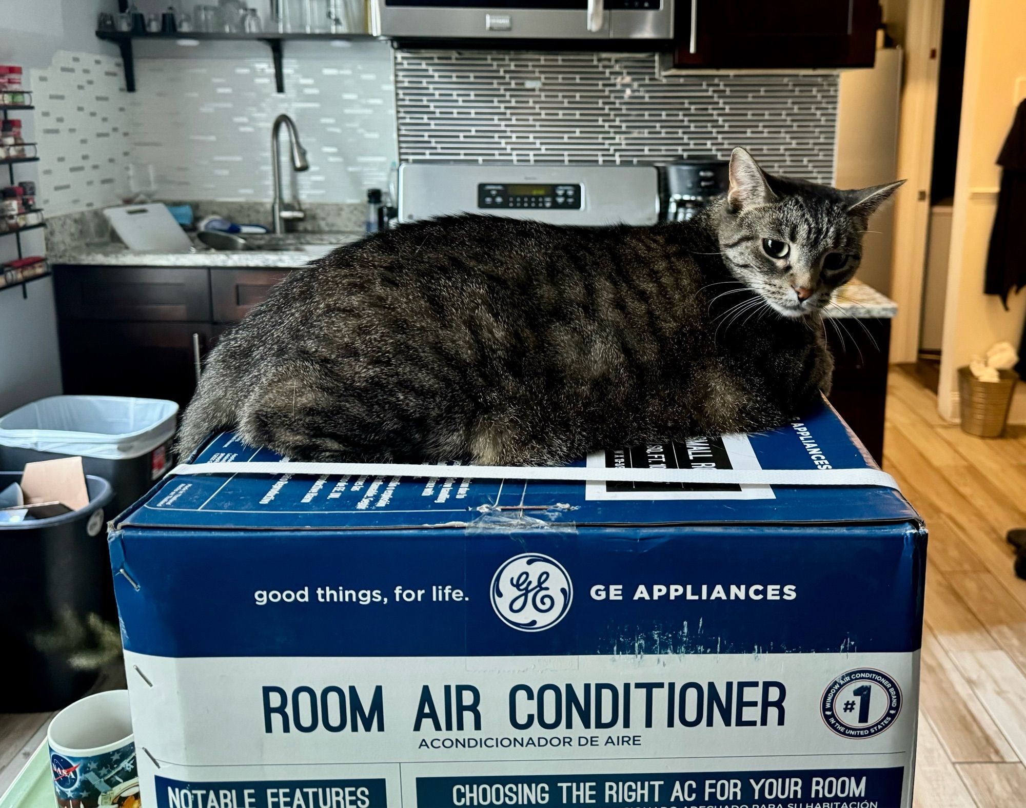 Tabby cat sitting on an air conditioner box