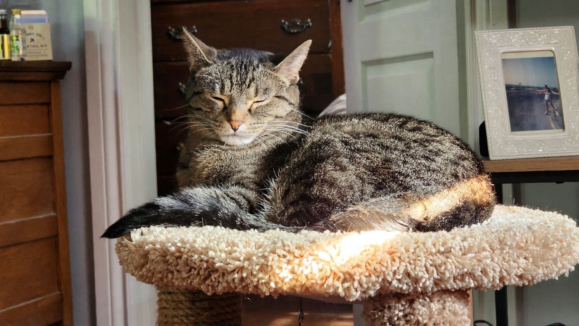 Tabby cat sitting in the sun with her eyes closed