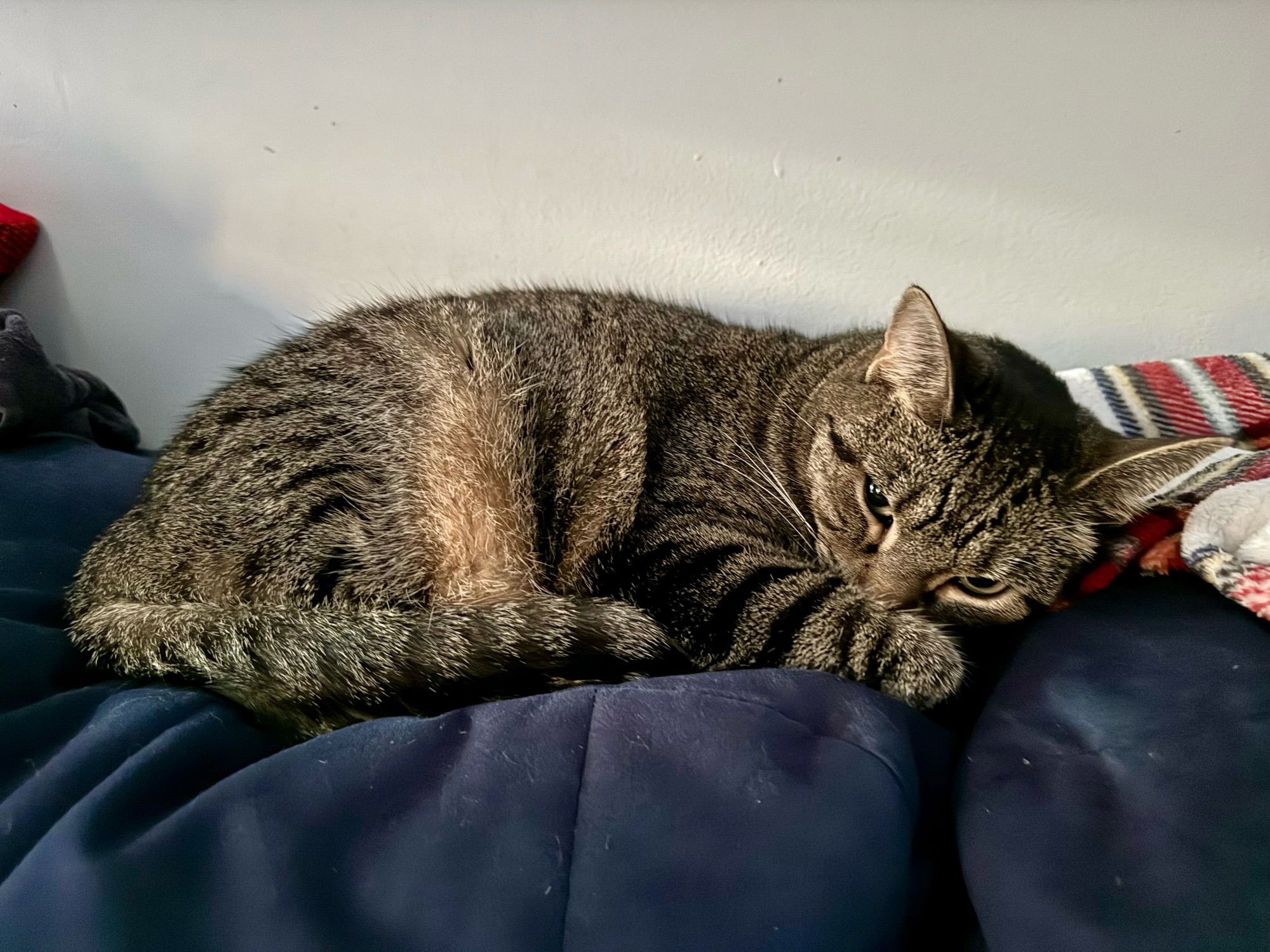 Gray striped cat partially hiding her face under a paw on a blue couch