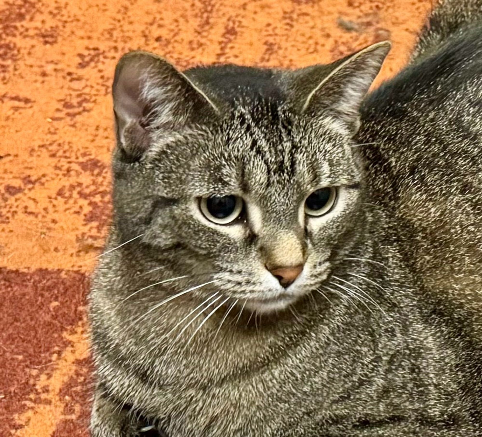 A tabby cat with a stink face