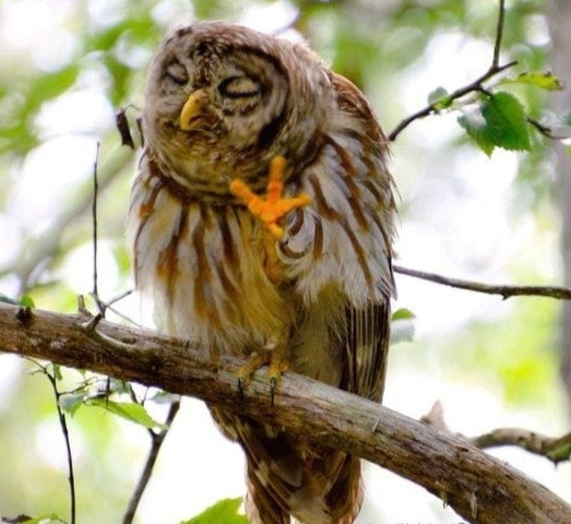 Large owl sitting on a branch in a tree with its eyes closed and head slightly turned. It is holding one bright orange foot up, with talons spread, as though admonishing the viewer

(Pic: Sherry Aldrich Sineath)