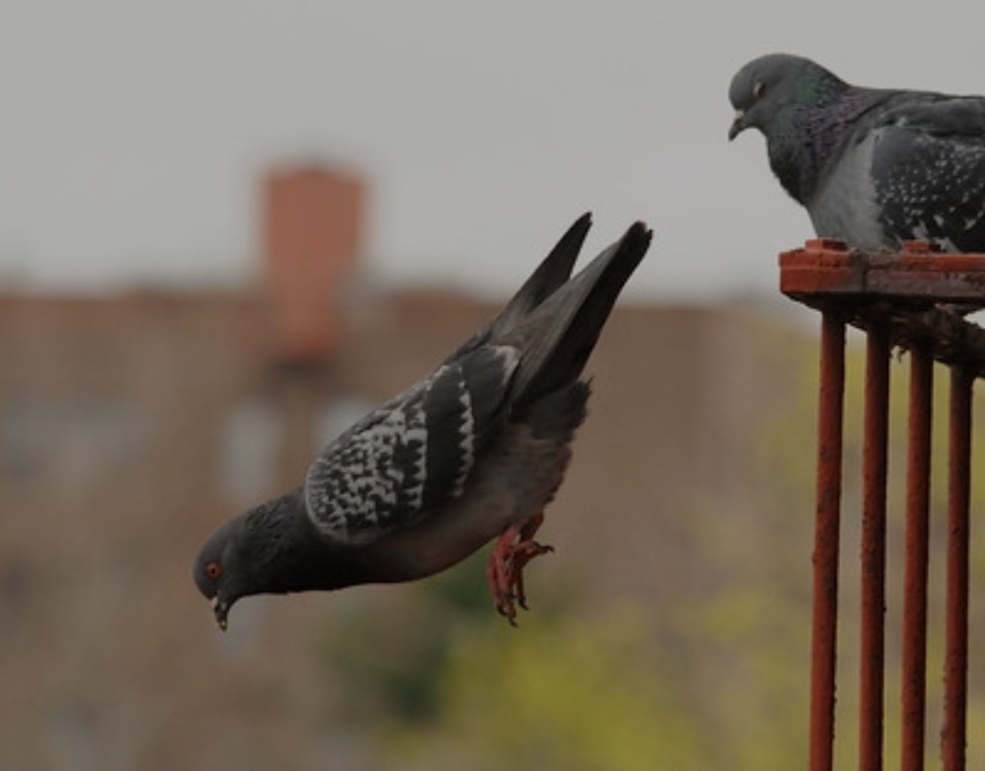 A pigeon in mid-air after leaving a metal railing another pigeon is sitting on. Its wings are still tucked on its back

(Pic: Abian Sacks)