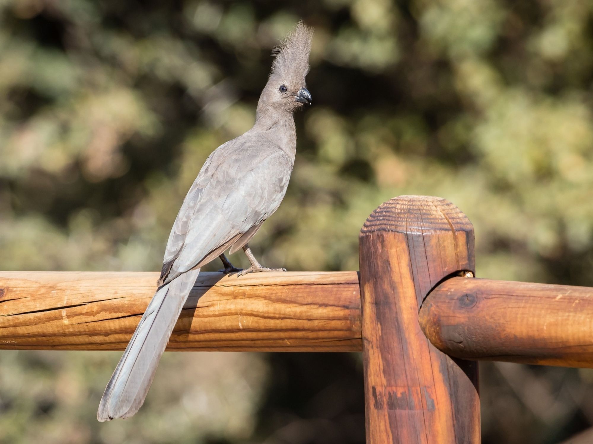 A grey loerie perched on a wooden fence. It is about half a metre in length - tuft to tail -  and has a pronounced feathered crest.