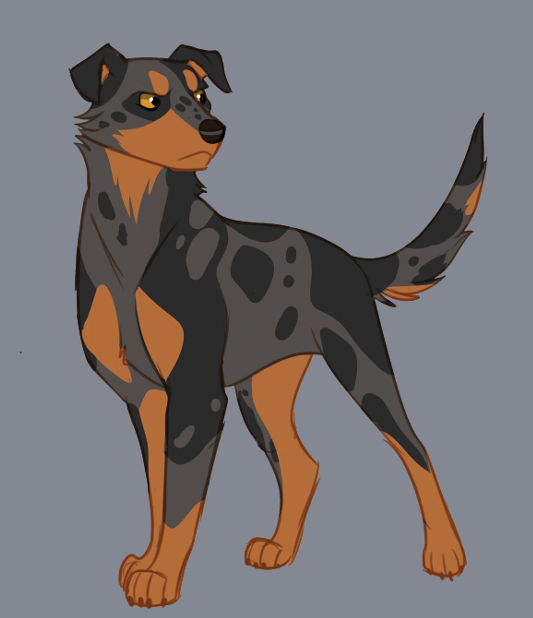 Dark grey and black spotted dog with brown legs and muzzle.