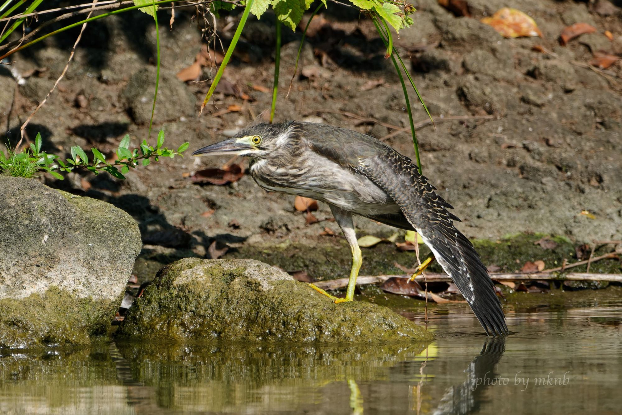 A juvenile striated heron stretching.