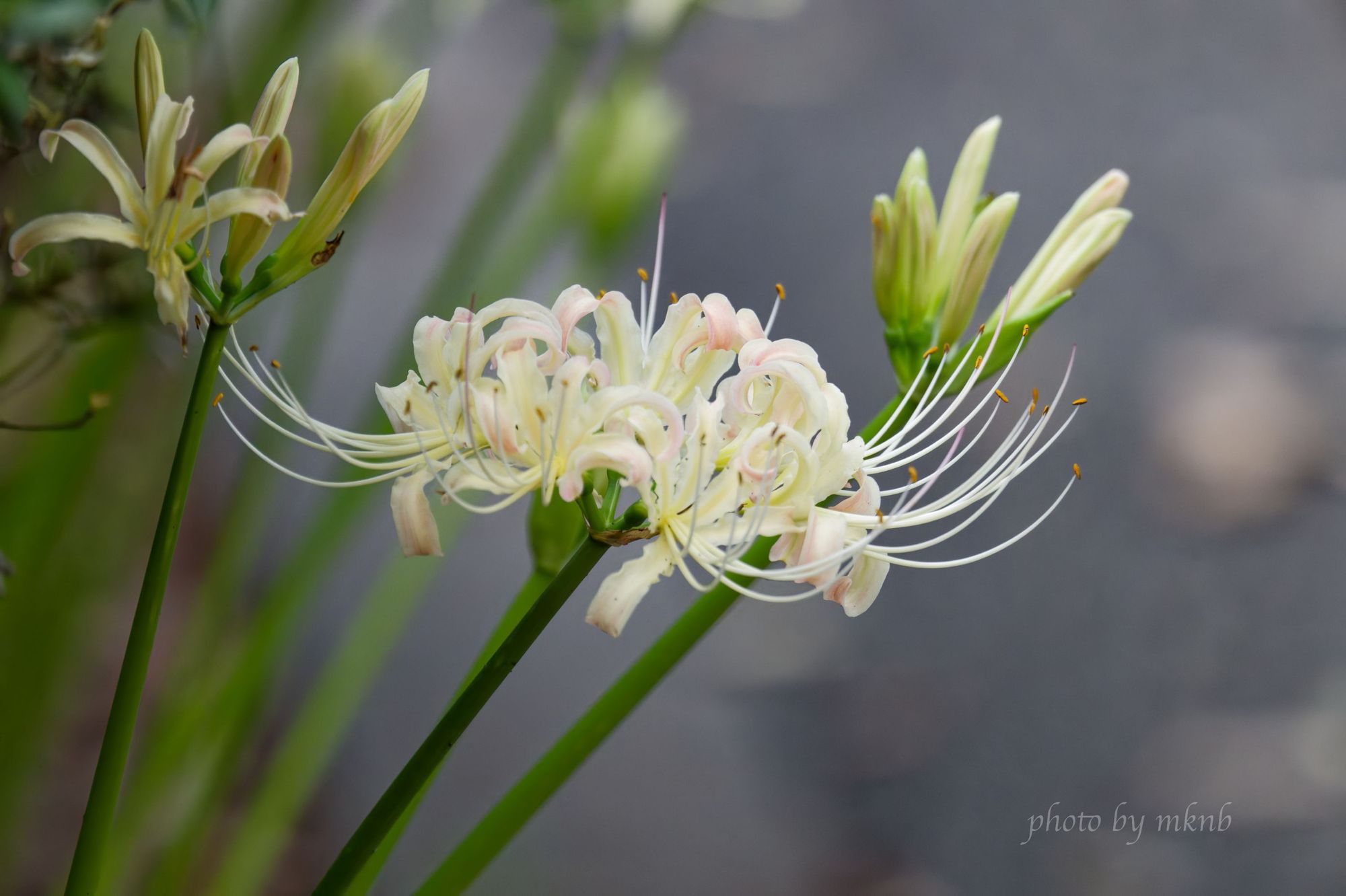 A photo of a white spider lily.