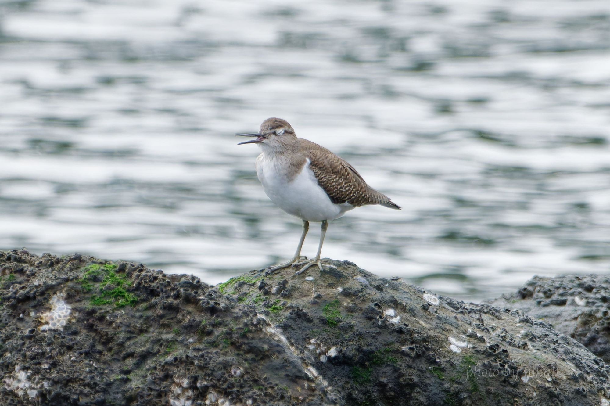 A common sandpiper yawning on a rock.