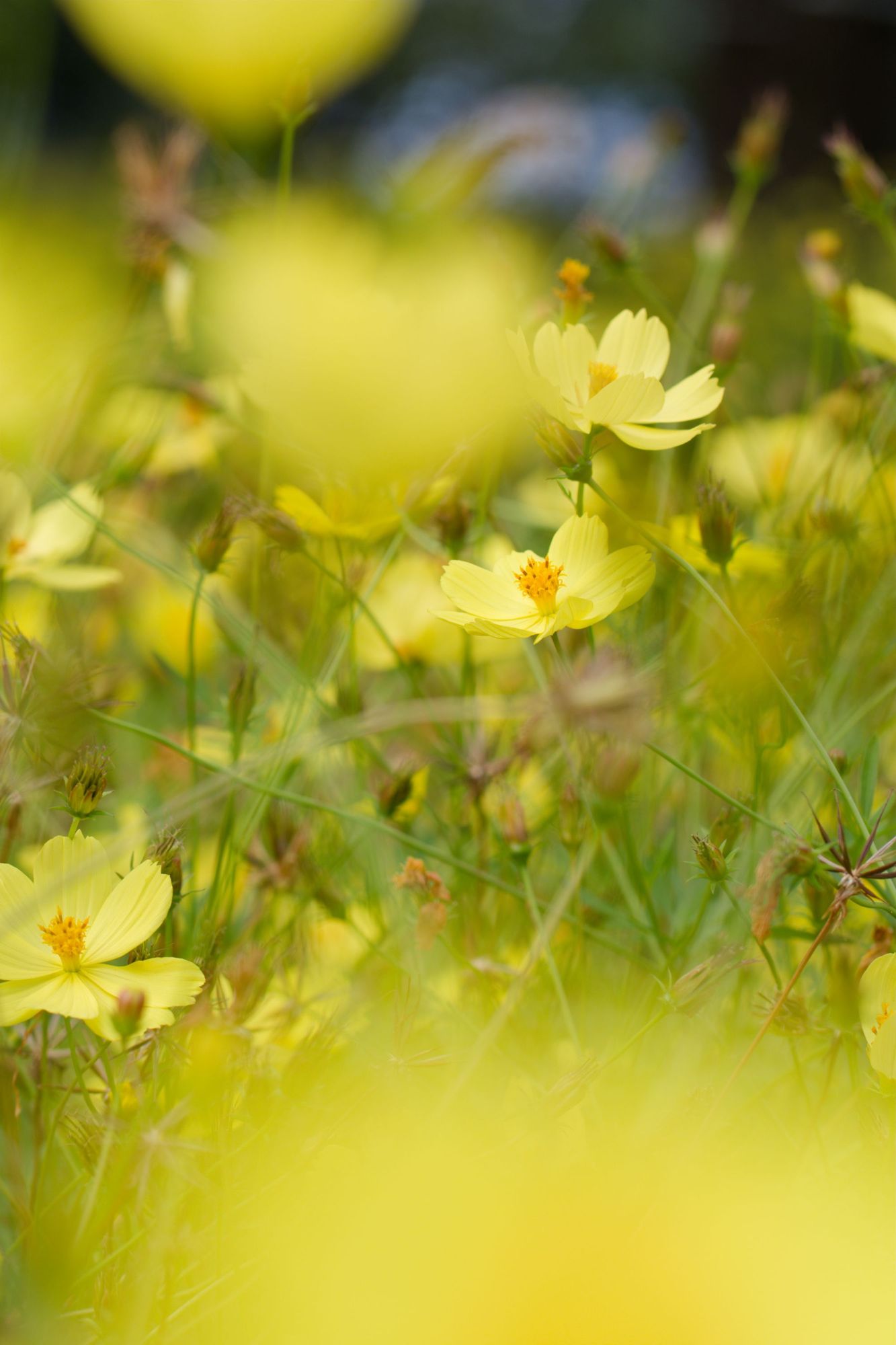 A photo of a yellow cosmos named "Lemon Bright".